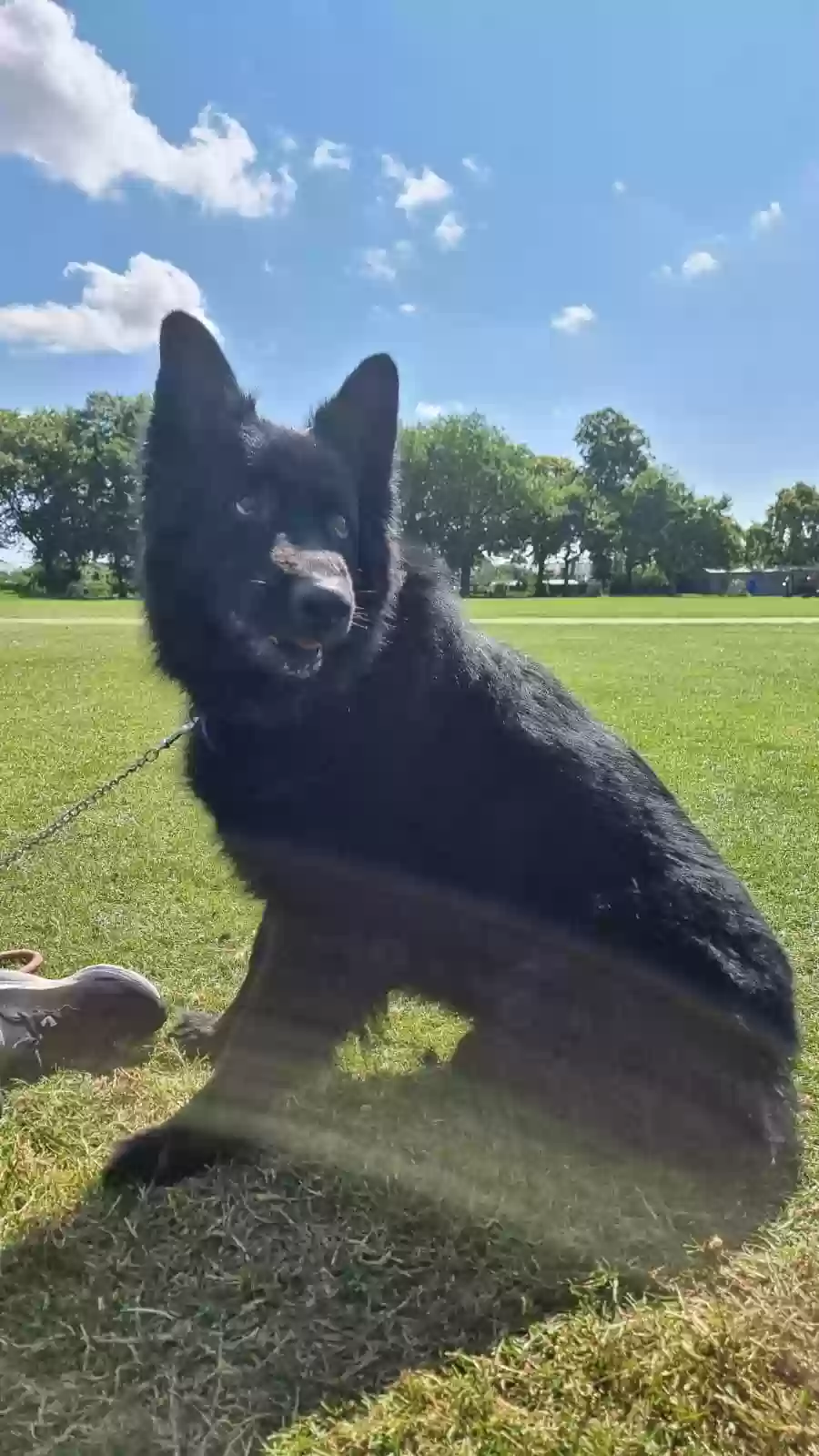 adoptable Dog in Derby,England named Ben