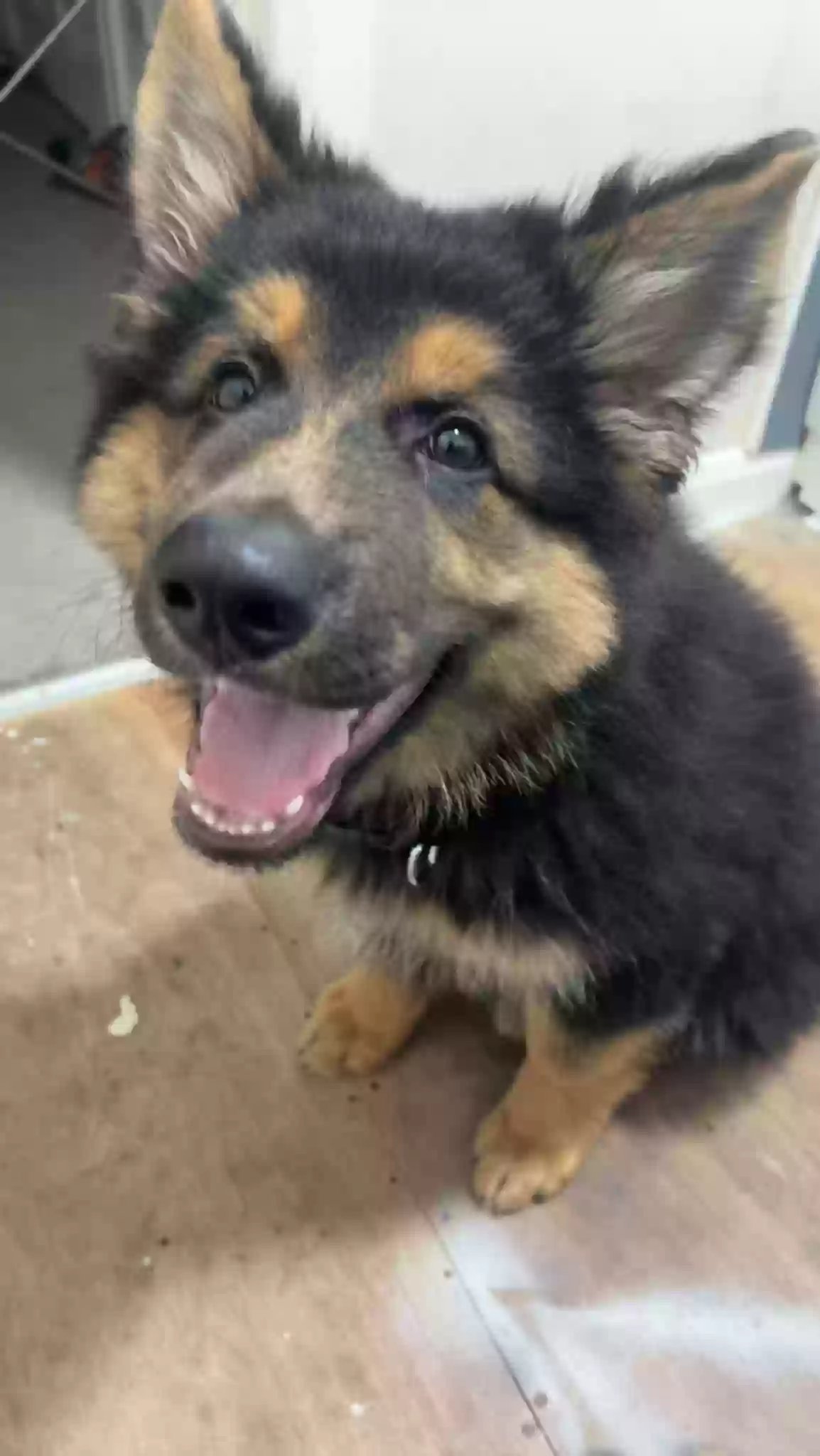 adoptable Dog in Glasgow,Scotland named Bear