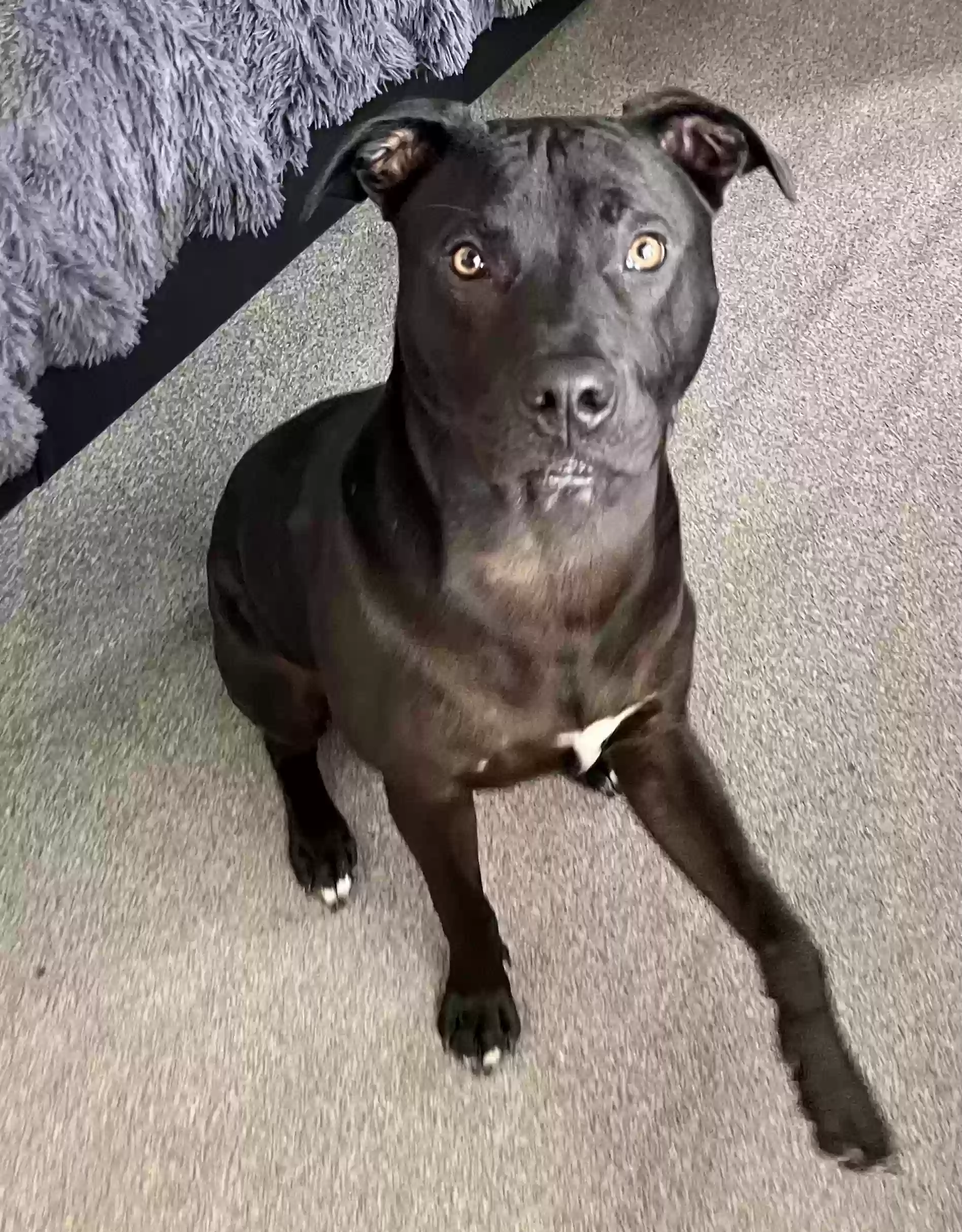 adoptable Dog in Winchester,England named Phoenix