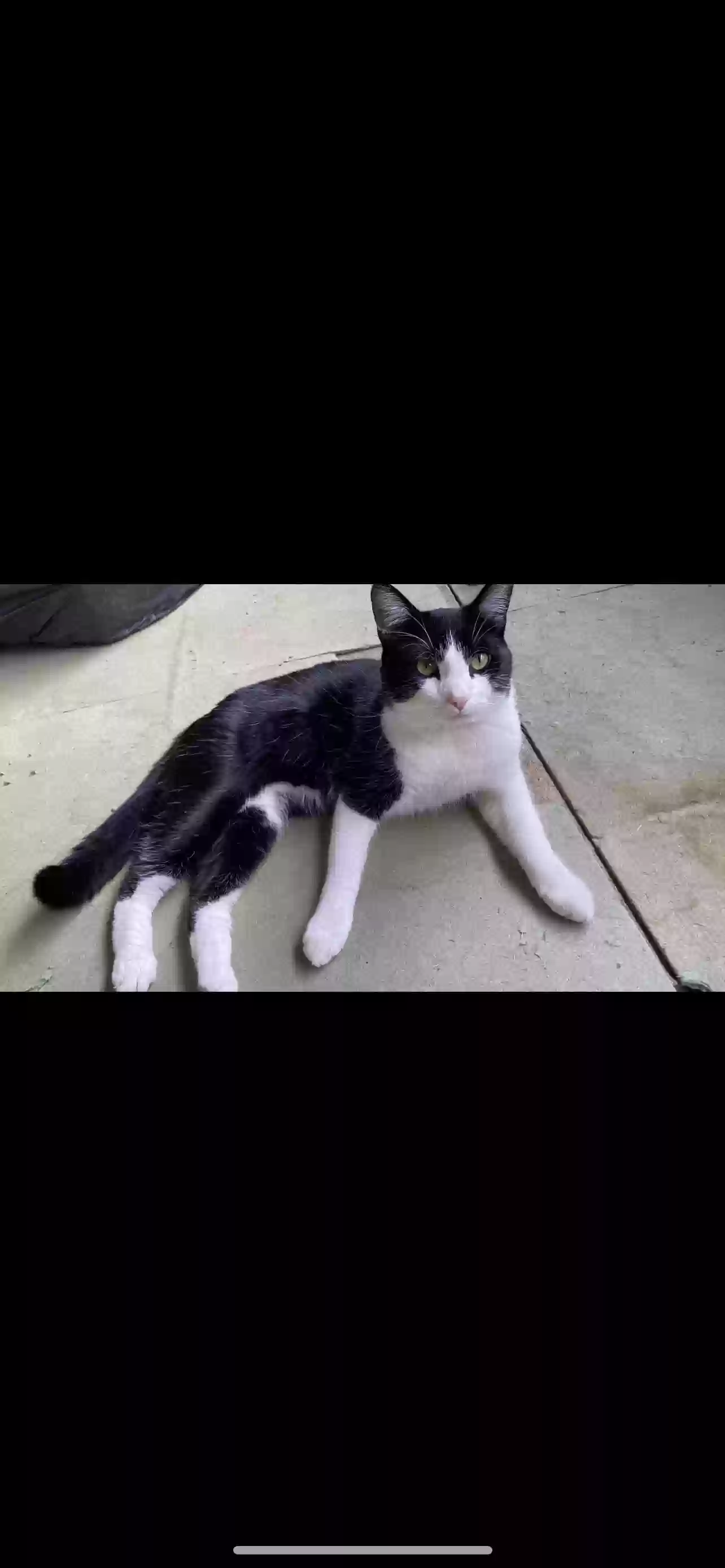 adoptable Cat in Oxford,England named Milo