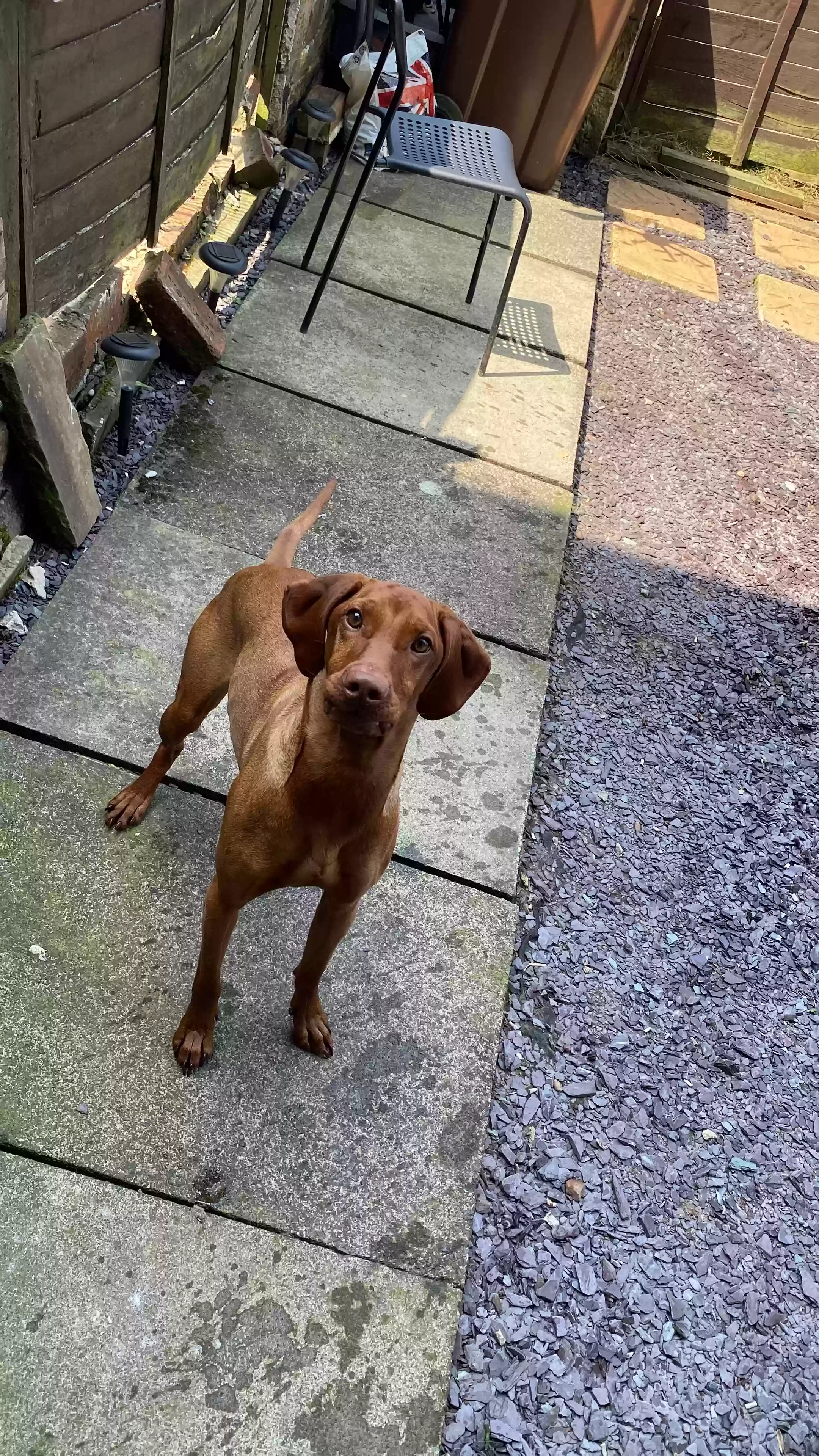 adoptable Dog in Leeds,England named Chester