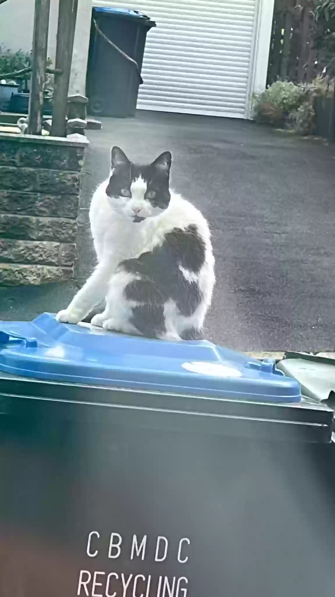 adoptable Cat in Bradford,England named Heart