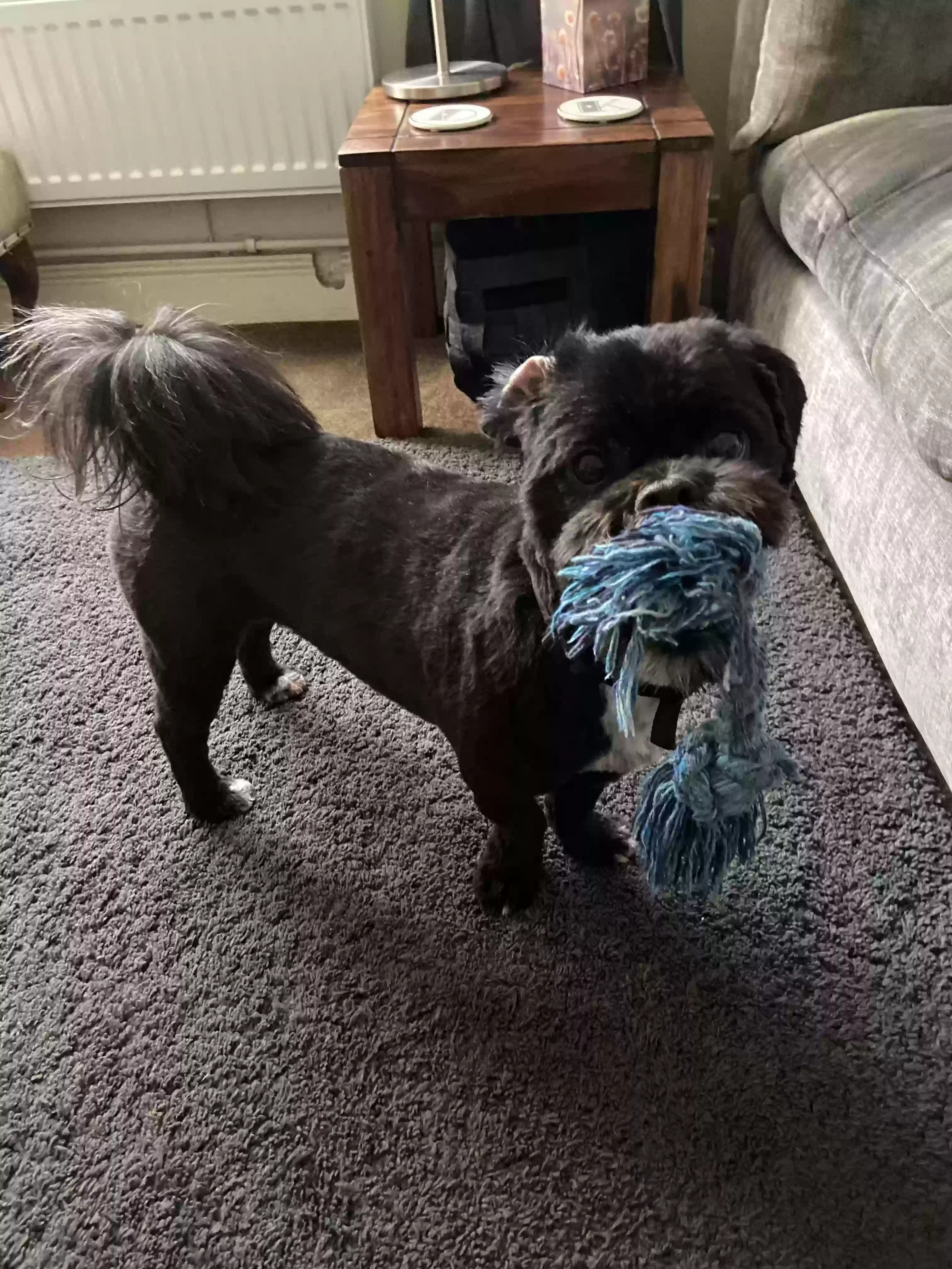 adoptable Dog in Leicester,England named Marley