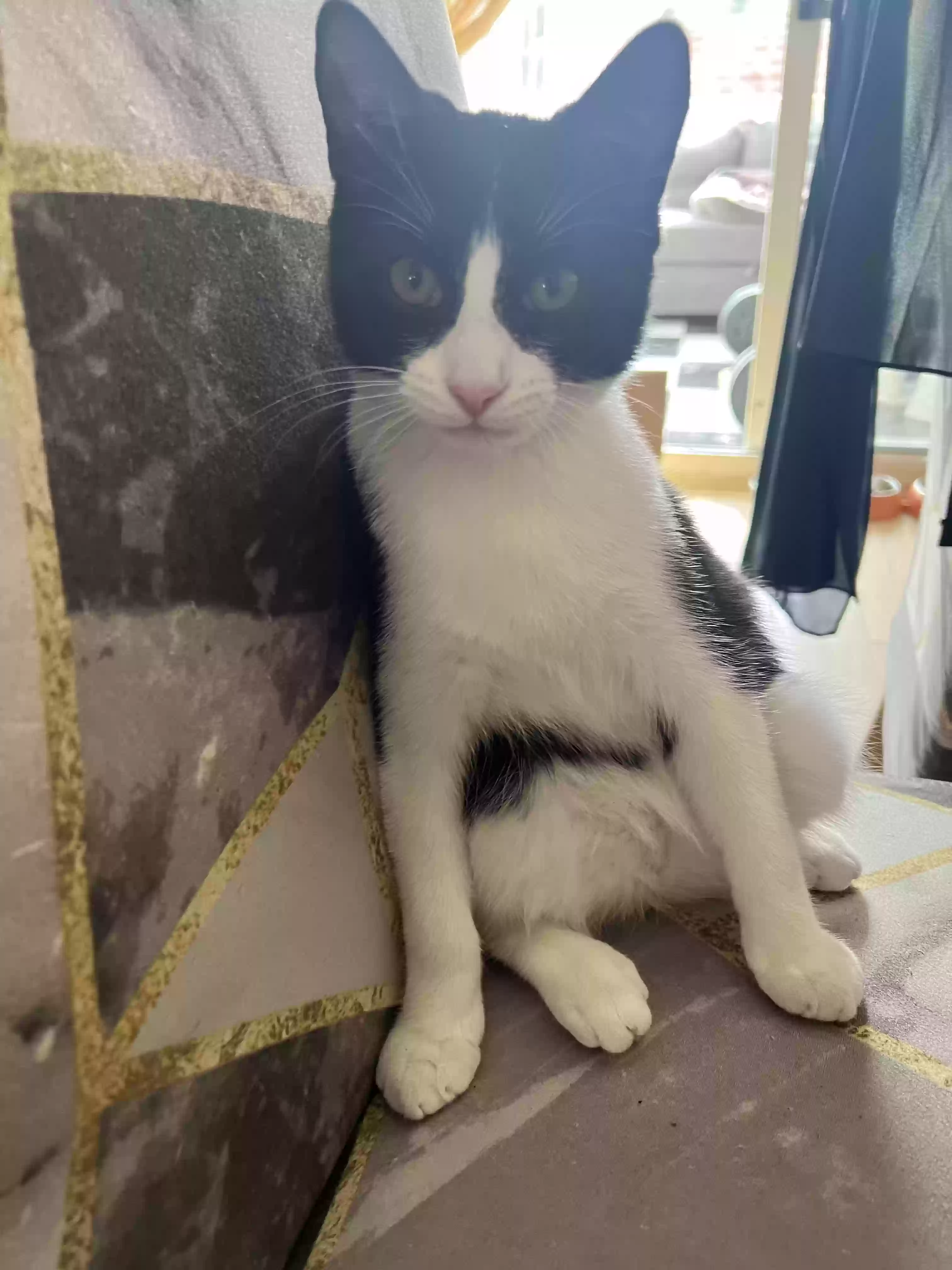 adoptable Cat in Stoke-on-Trent,England named Oreo