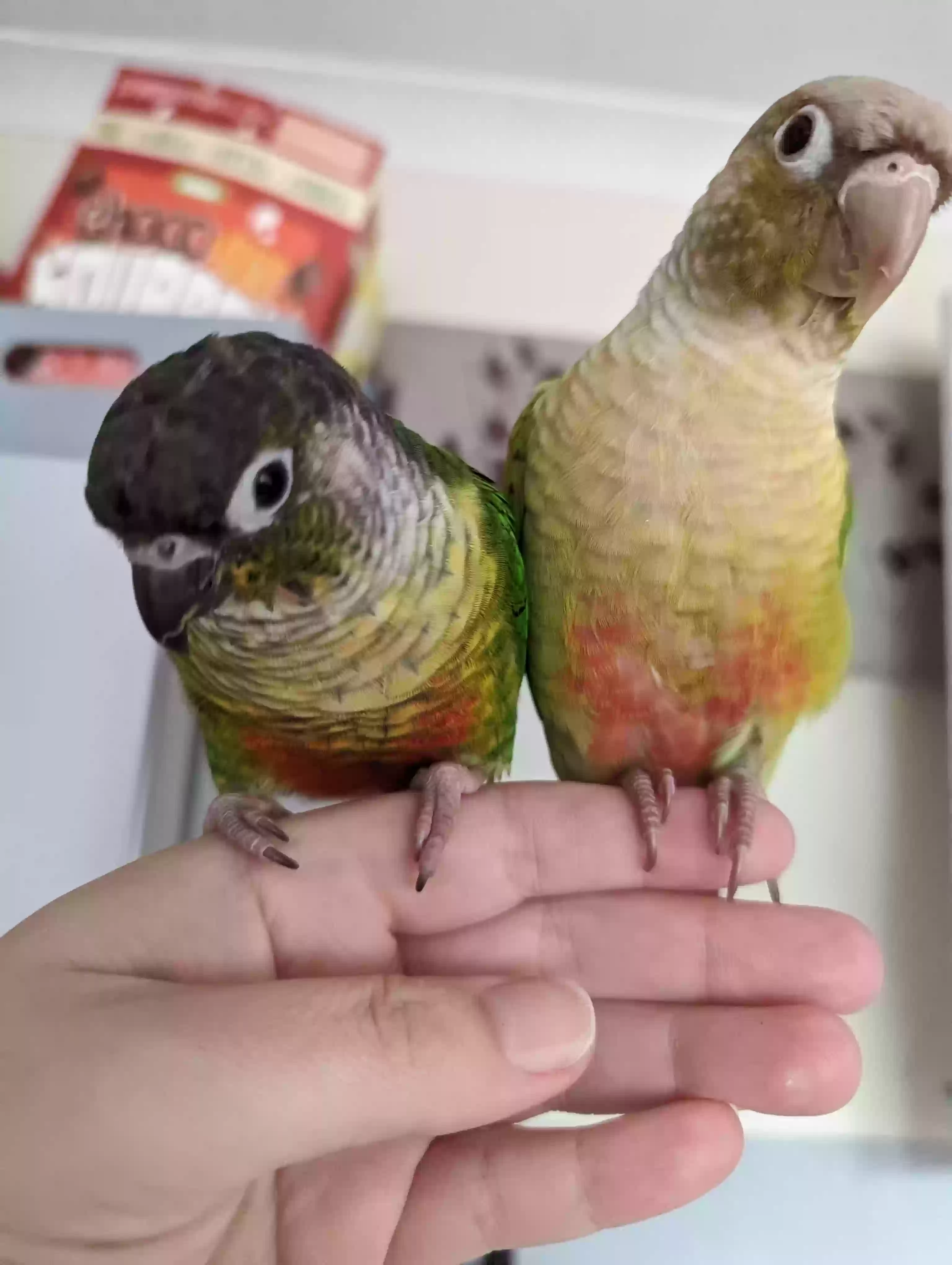 adoptable Bird in Gloucester,England named Tofu and kyto