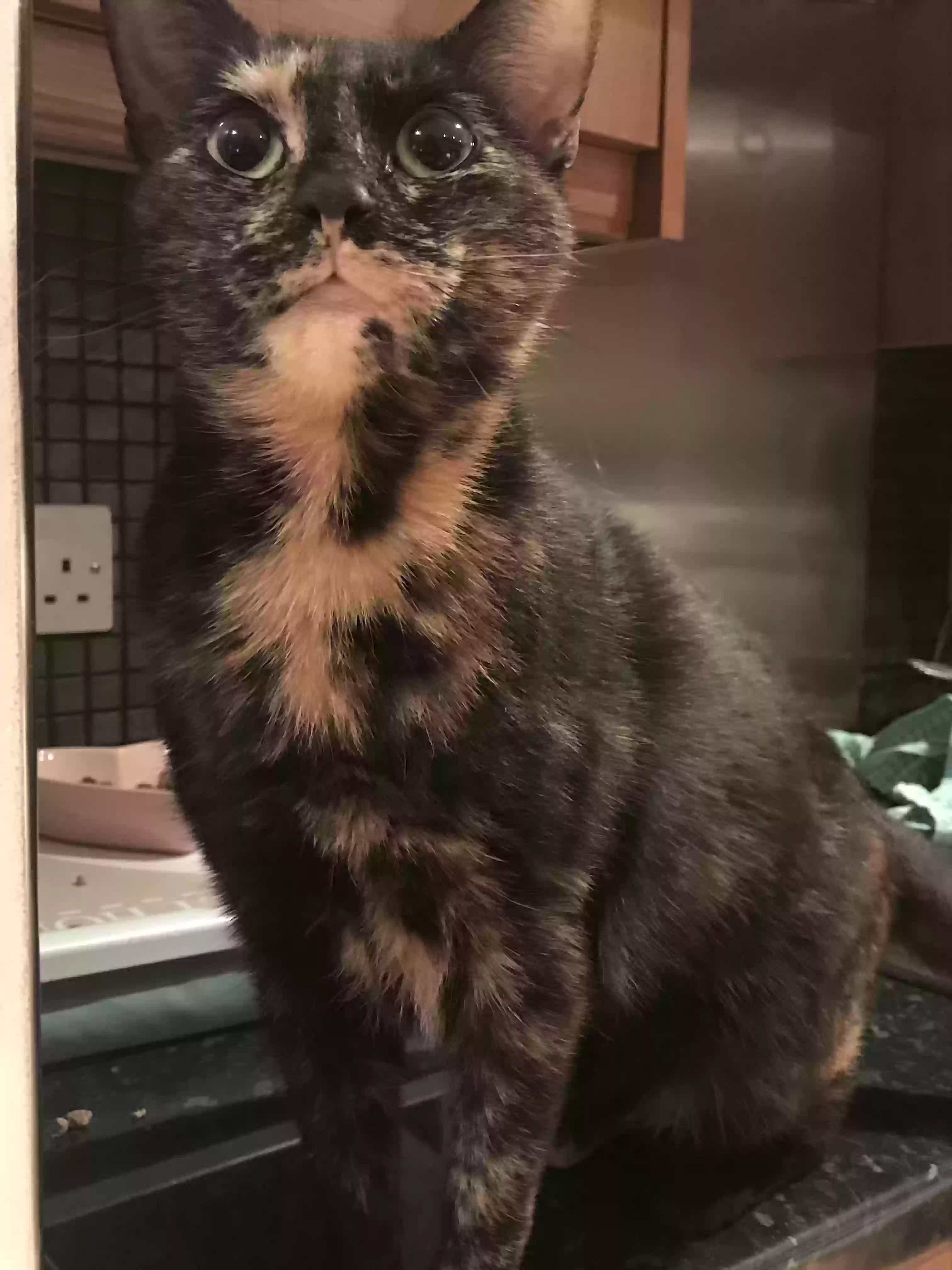 adoptable Cat in Edinburgh,Scotland named Princess (P)