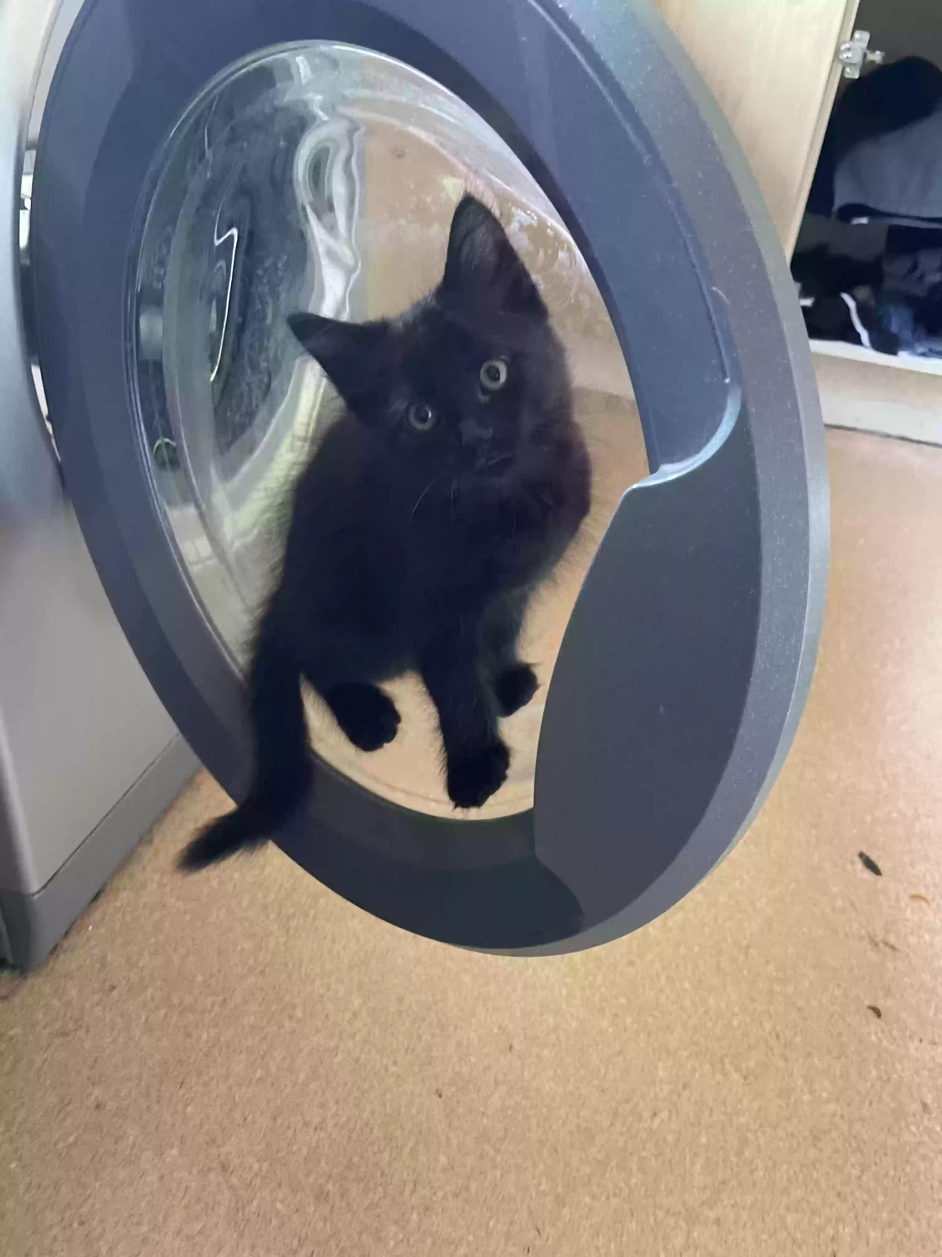 adoptable Cat in Chichester,England named Oscat