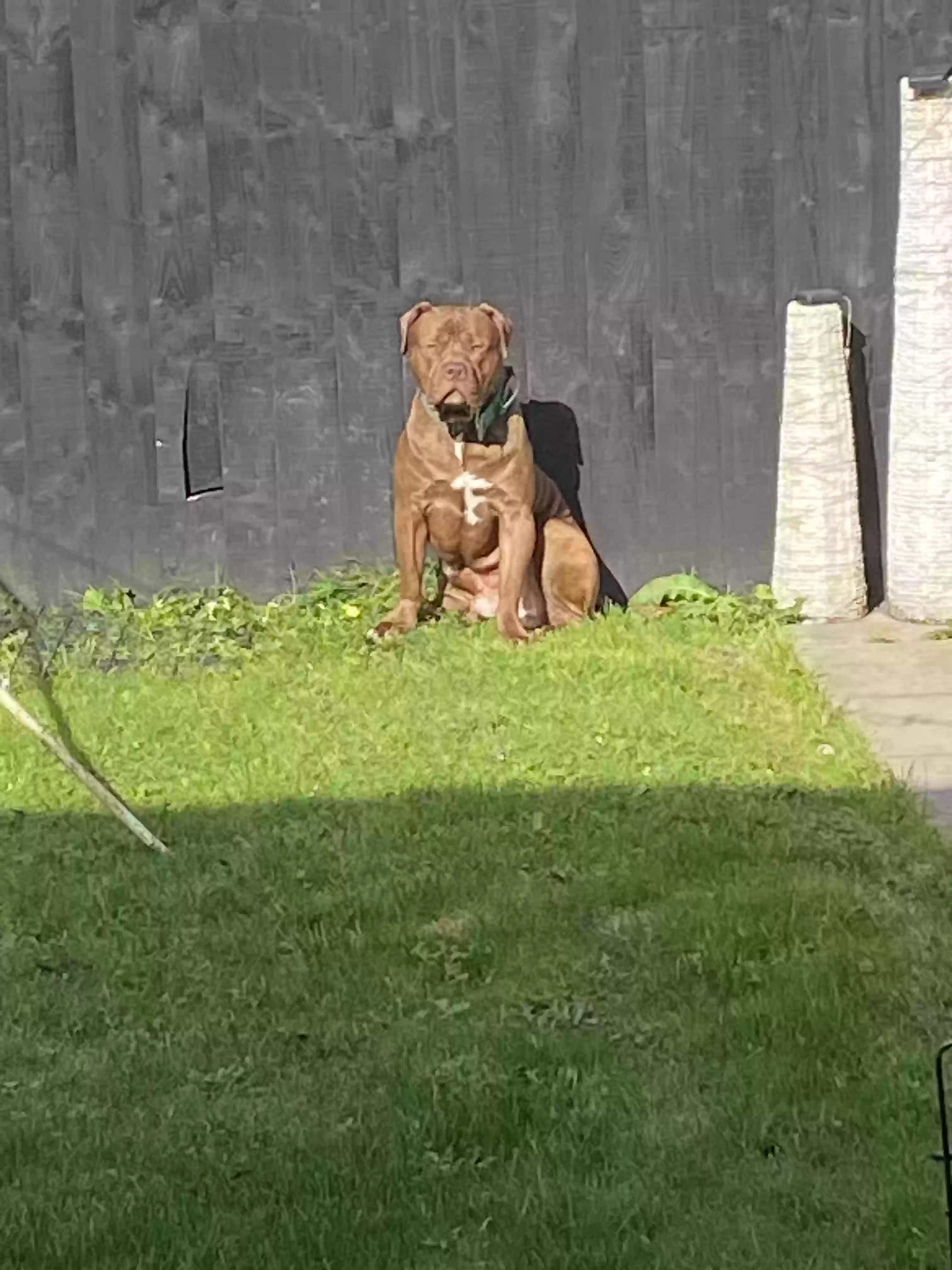 adoptable Dog in Liverpool,England named Biggy