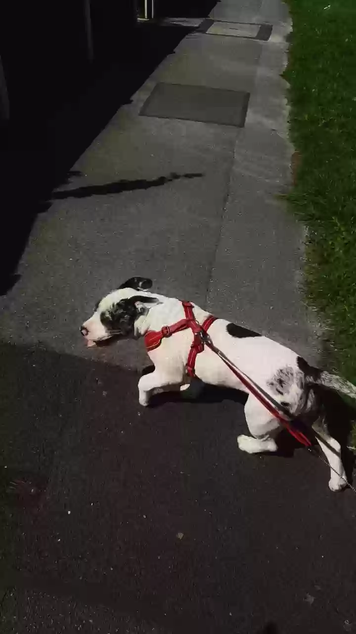 adoptable Dog in Liverpool,England named Snow