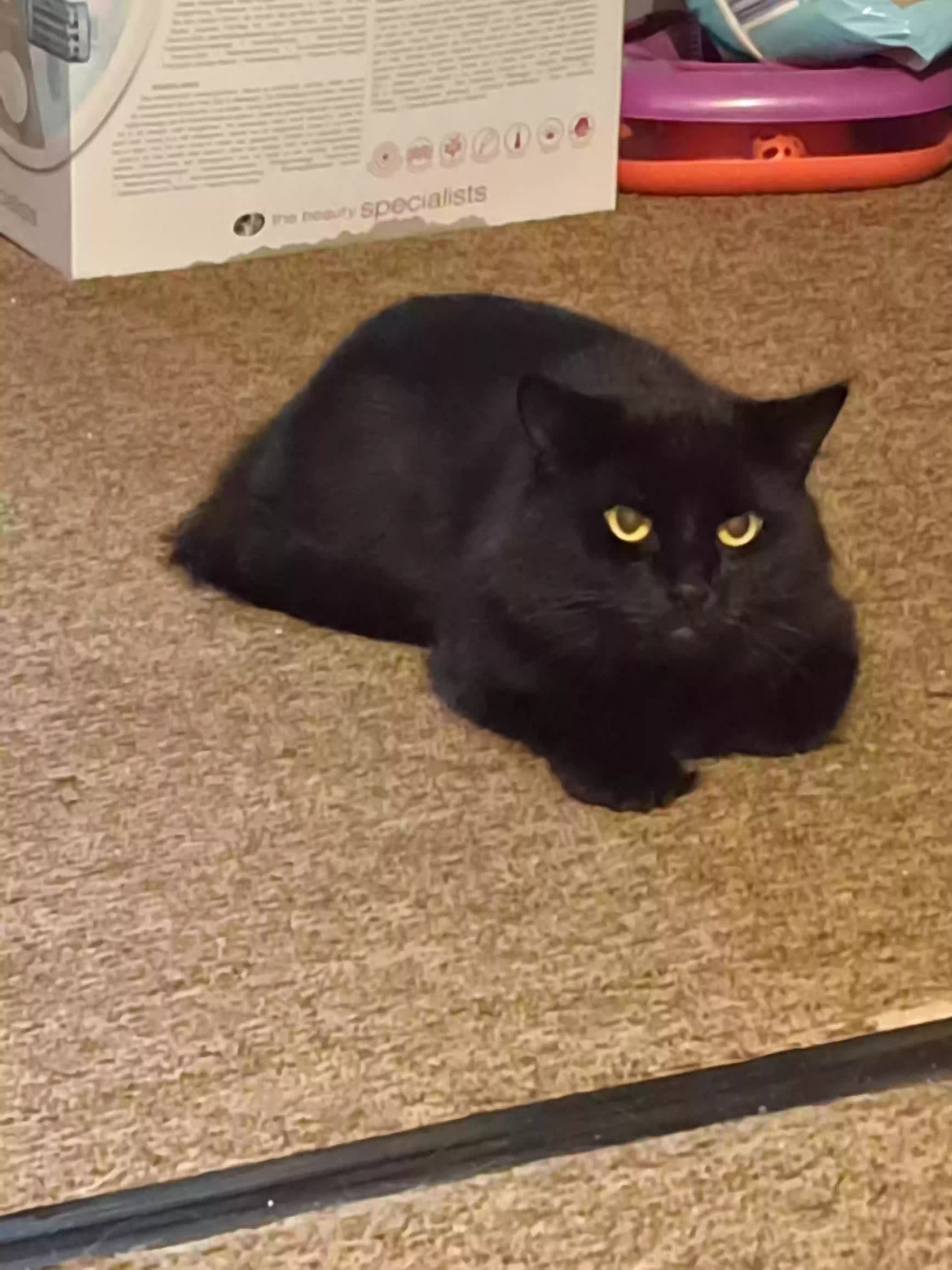 adoptable Cat in Nottingham,England named Shadow
