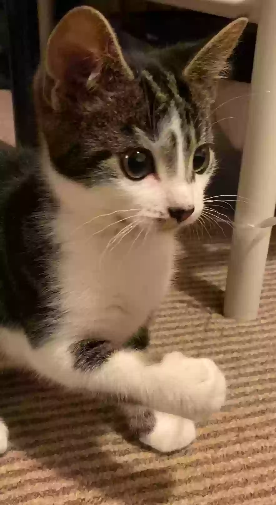 adoptable Cat in Oxford,England named Sushi