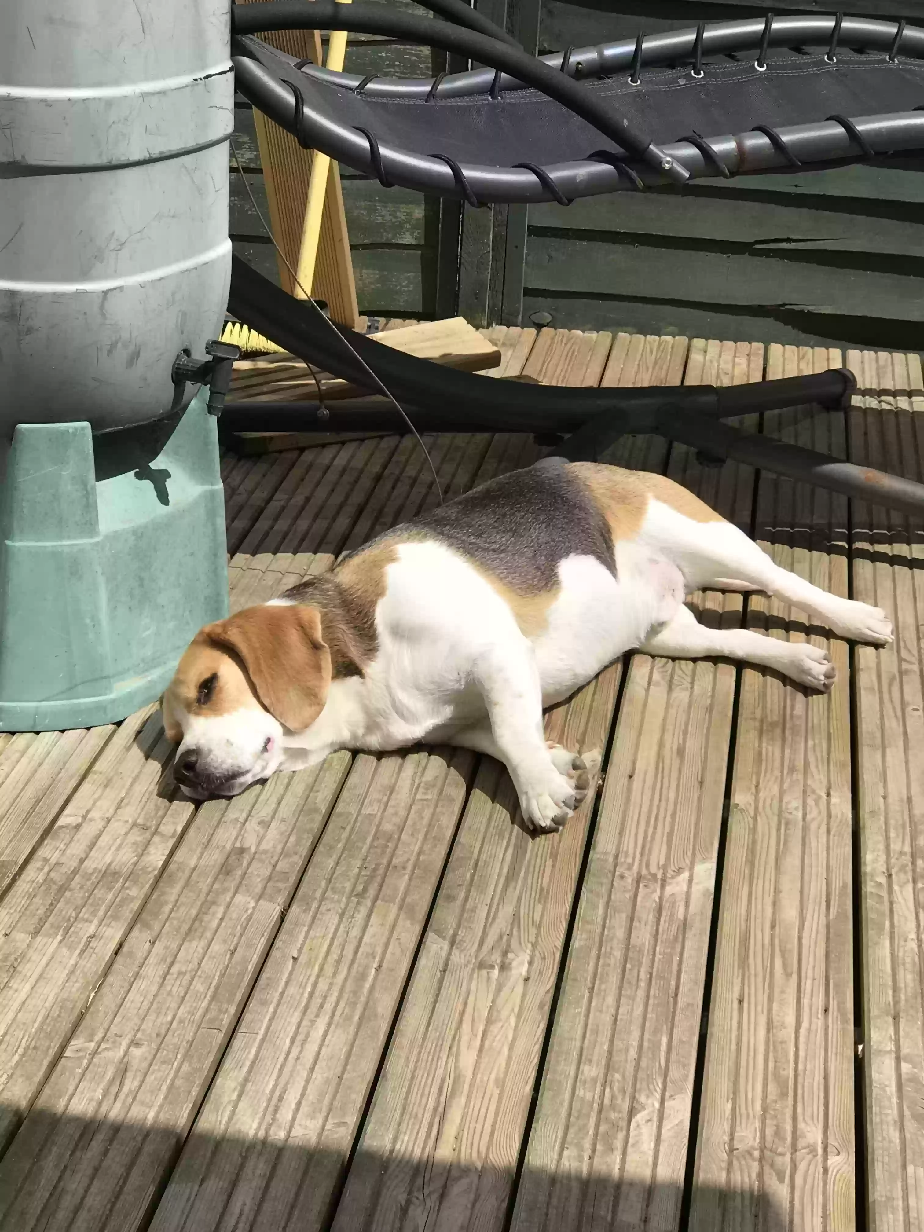 adoptable Dog in Truro,England named Malcolm