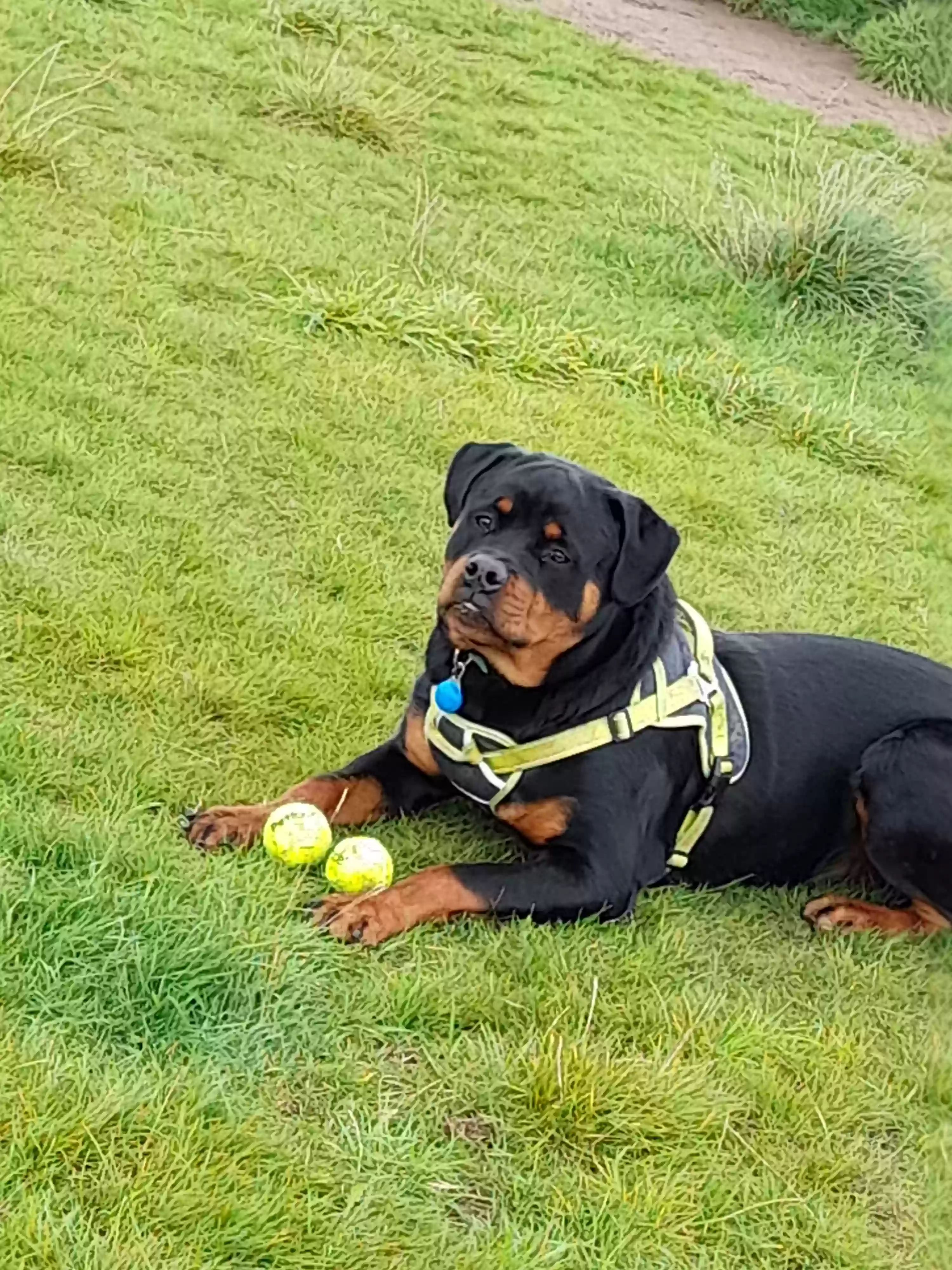 adoptable Dog in Glasgow,Scotland named Jax