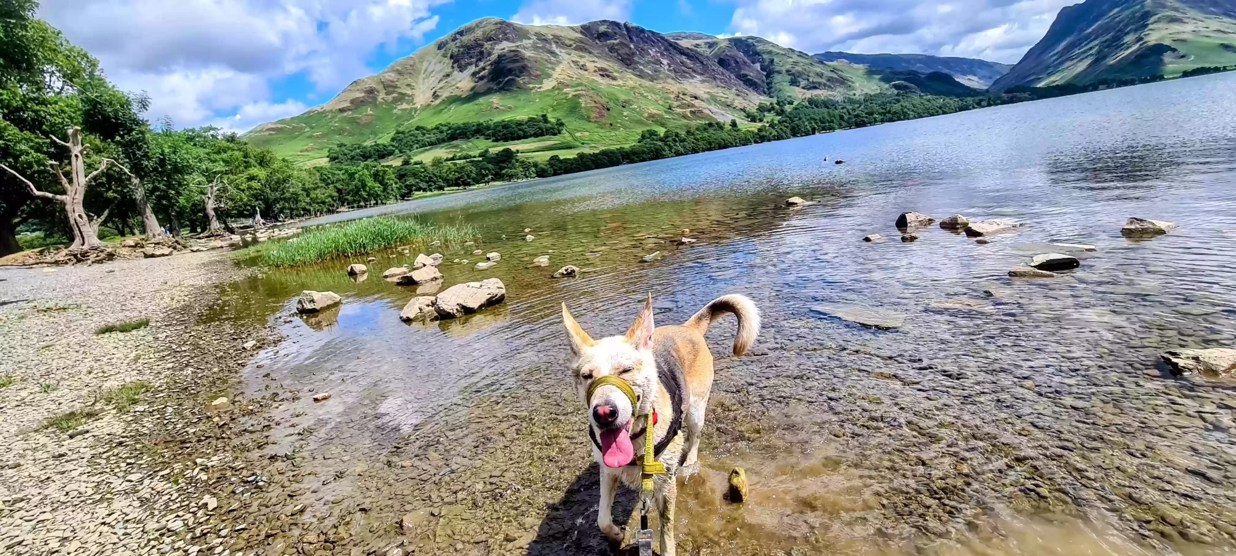 adoptable Dog in Carlisle,England named Quinny