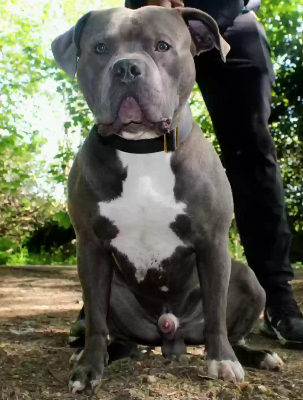 adoptable Dog in London,England named Jaeger