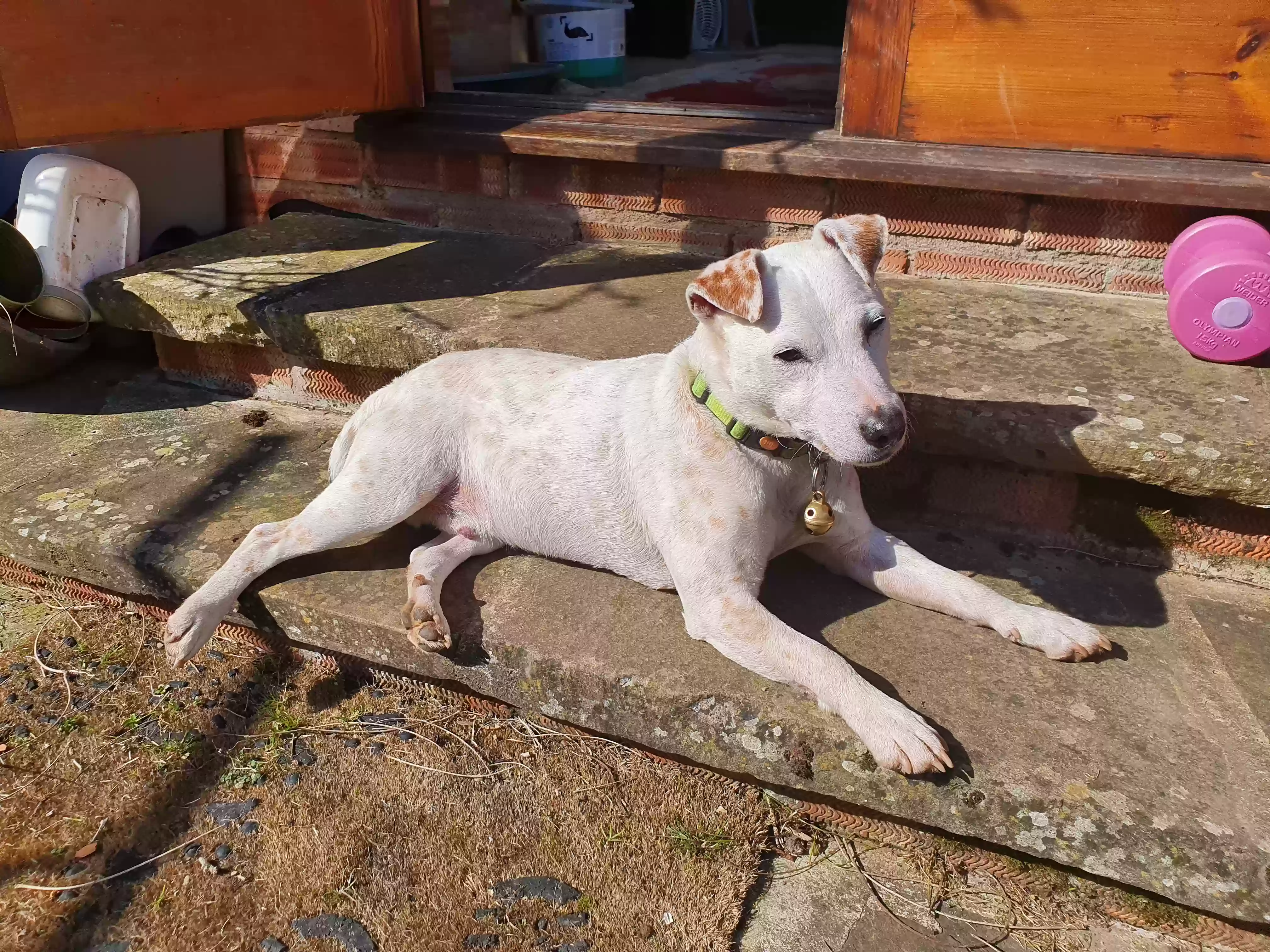 adoptable Dog in Hereford,England named Scrabble