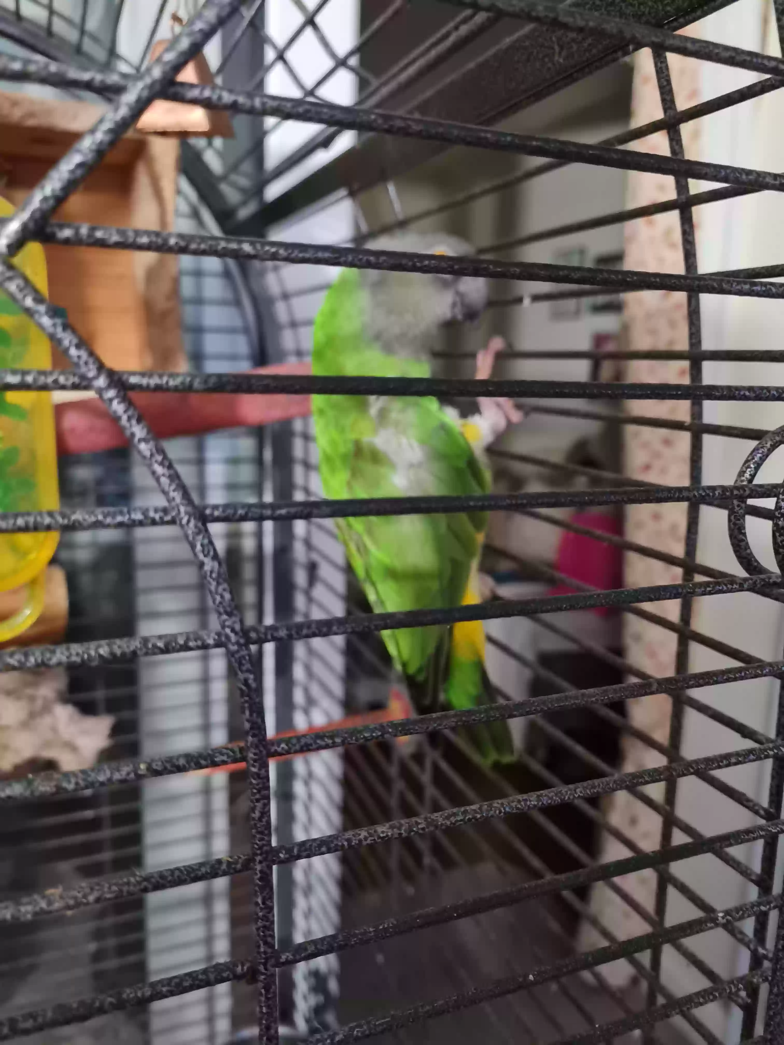 adoptable Bird in Stoke-on-Trent,England named Jasper