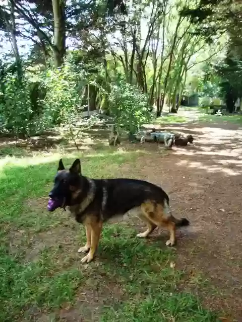 adoptable Dog in London,England named Hugo