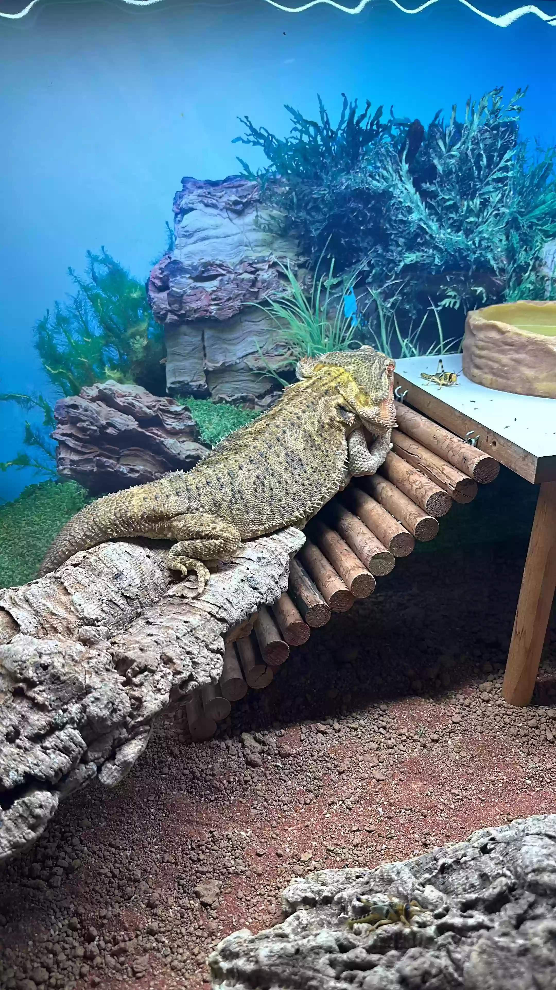 adoptable Reptile in Leeds,England named Endo