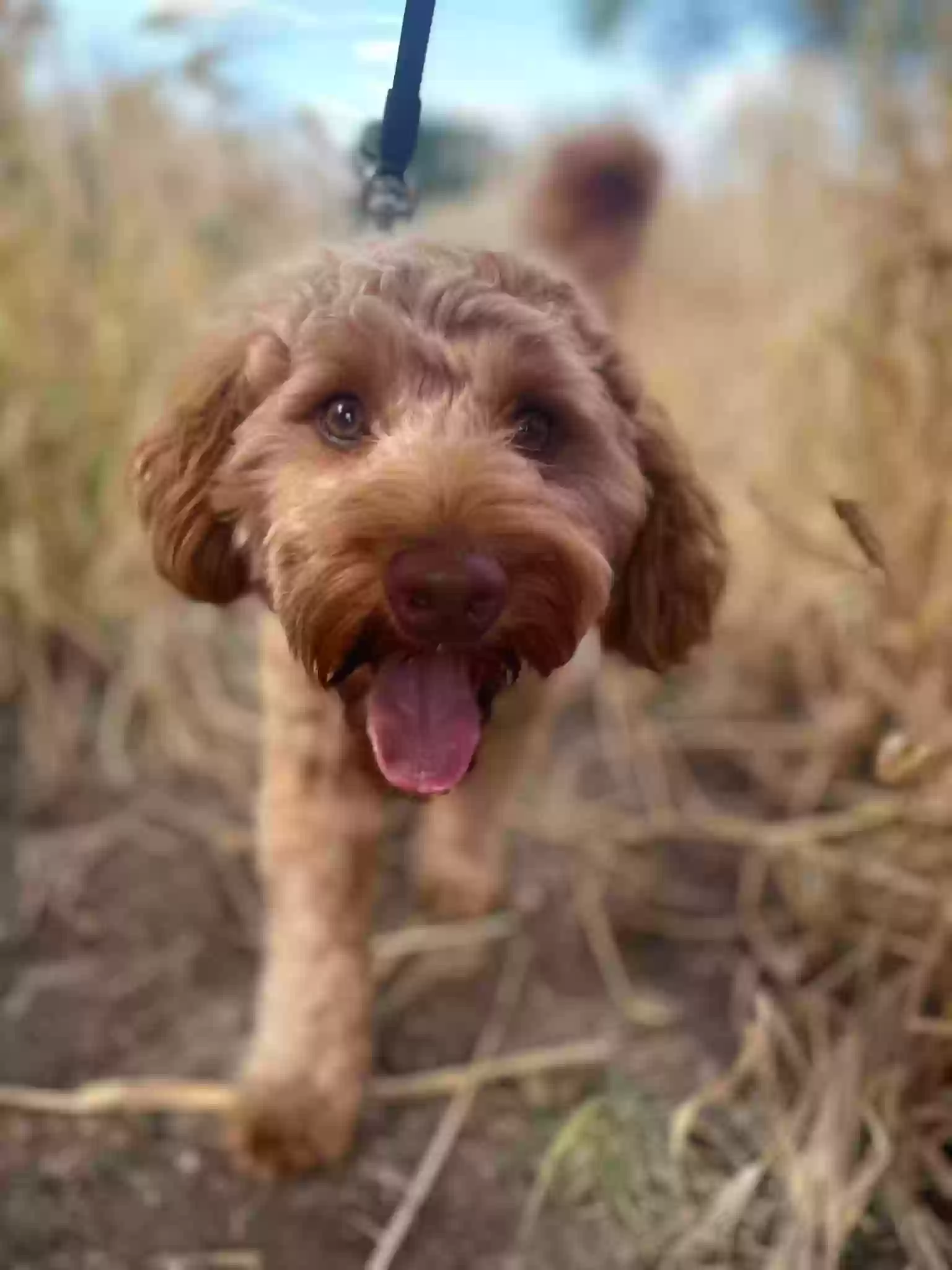 adoptable Dog in Worcester,England named Freddie