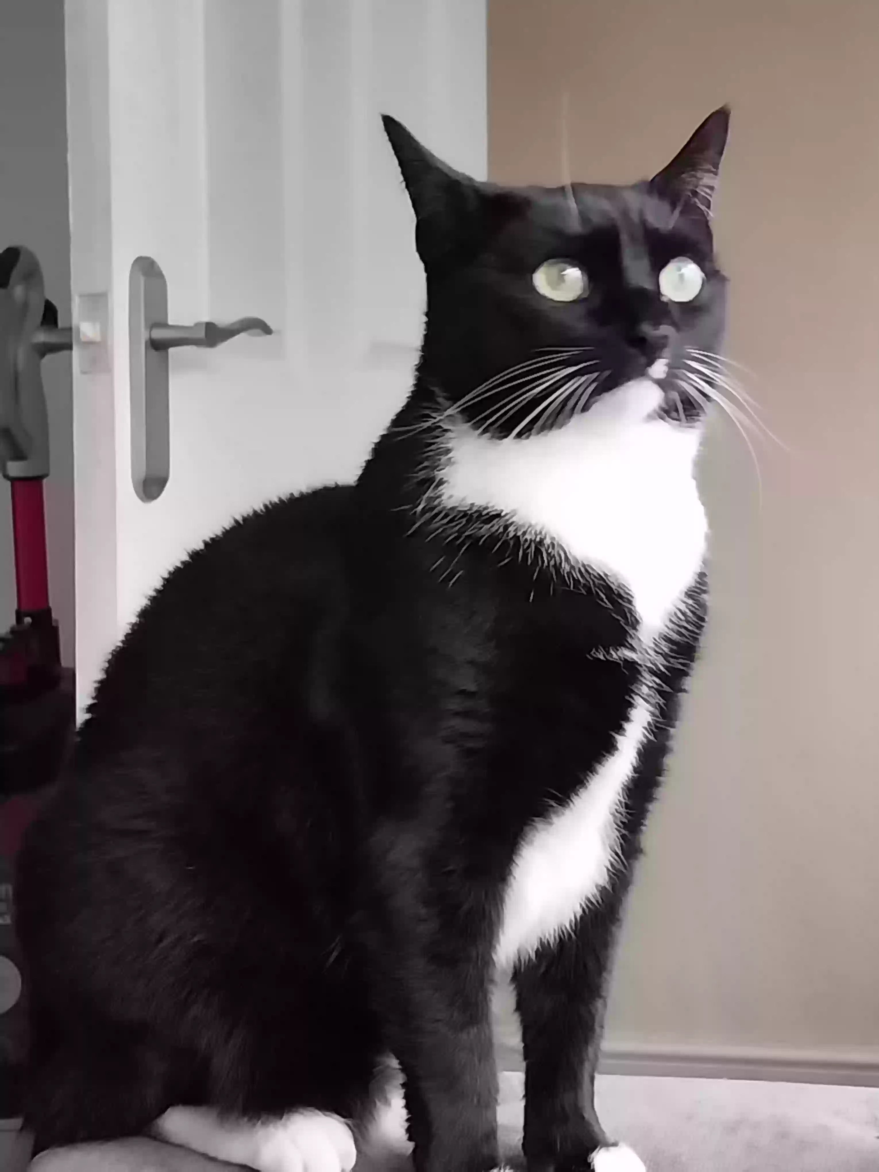 adoptable Cat in Stoke-on-Trent,England named 