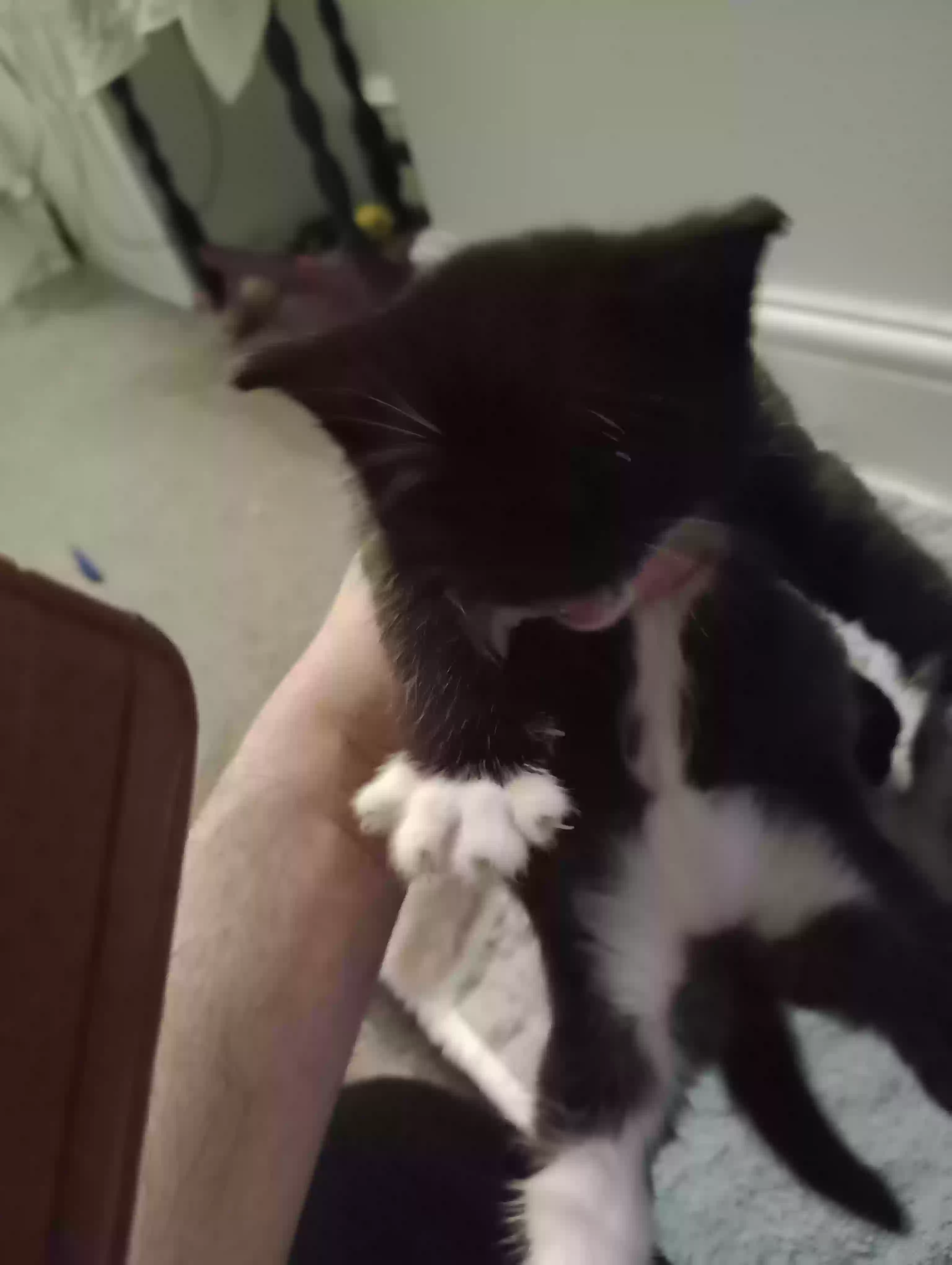 adoptable Cat in Stoke-on-Trent,England named Booties