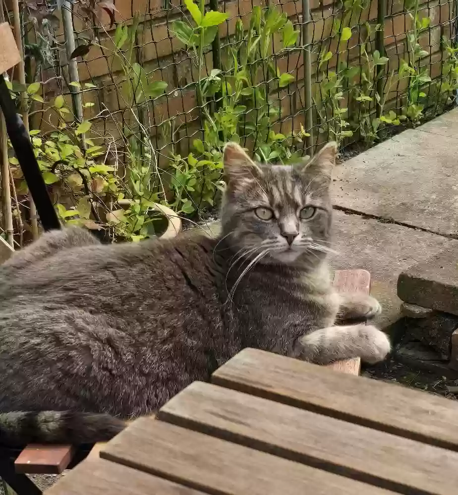 adoptable Cat in Lincoln,England named Gray cat