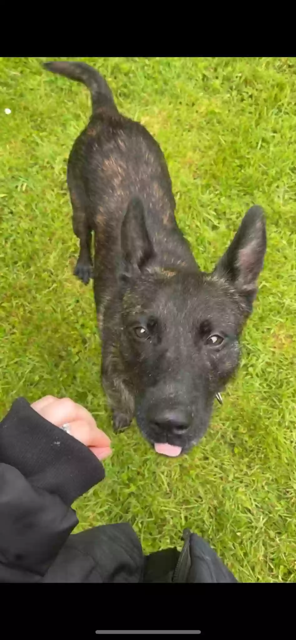 adoptable Dog in Chelmsford,England named Eddie