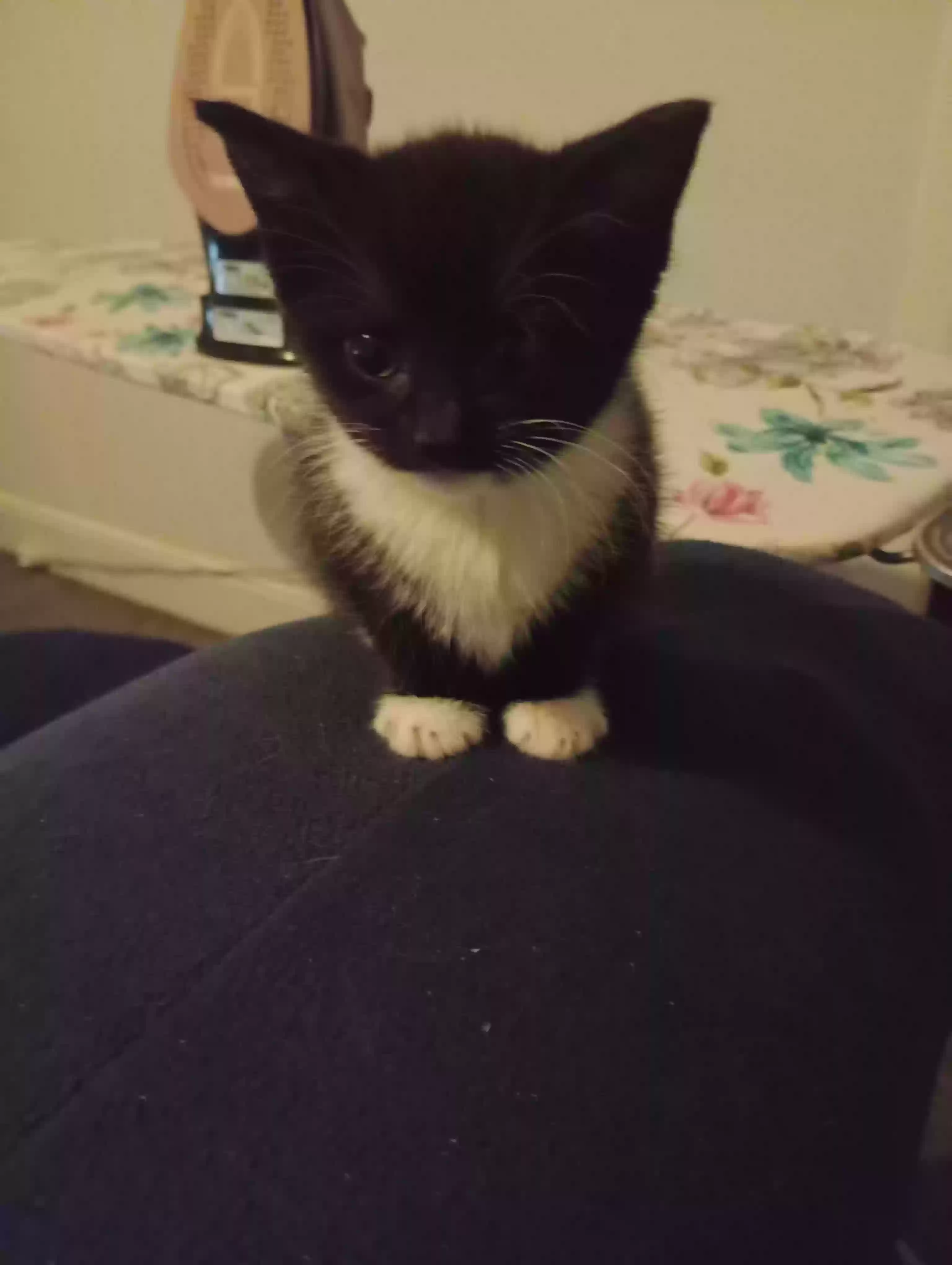 adoptable Cat in Stoke-on-Trent,England named Booties