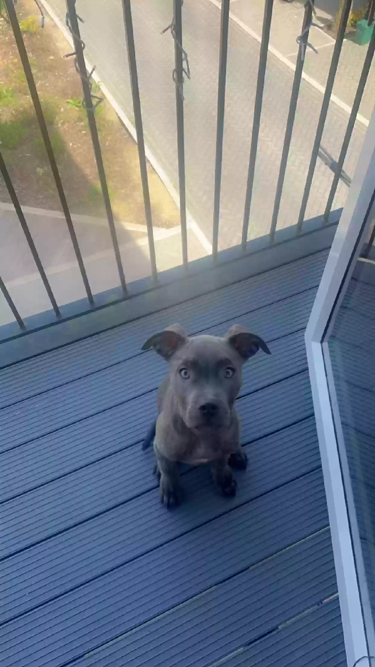 adoptable Dog in Oxford,England named Rome