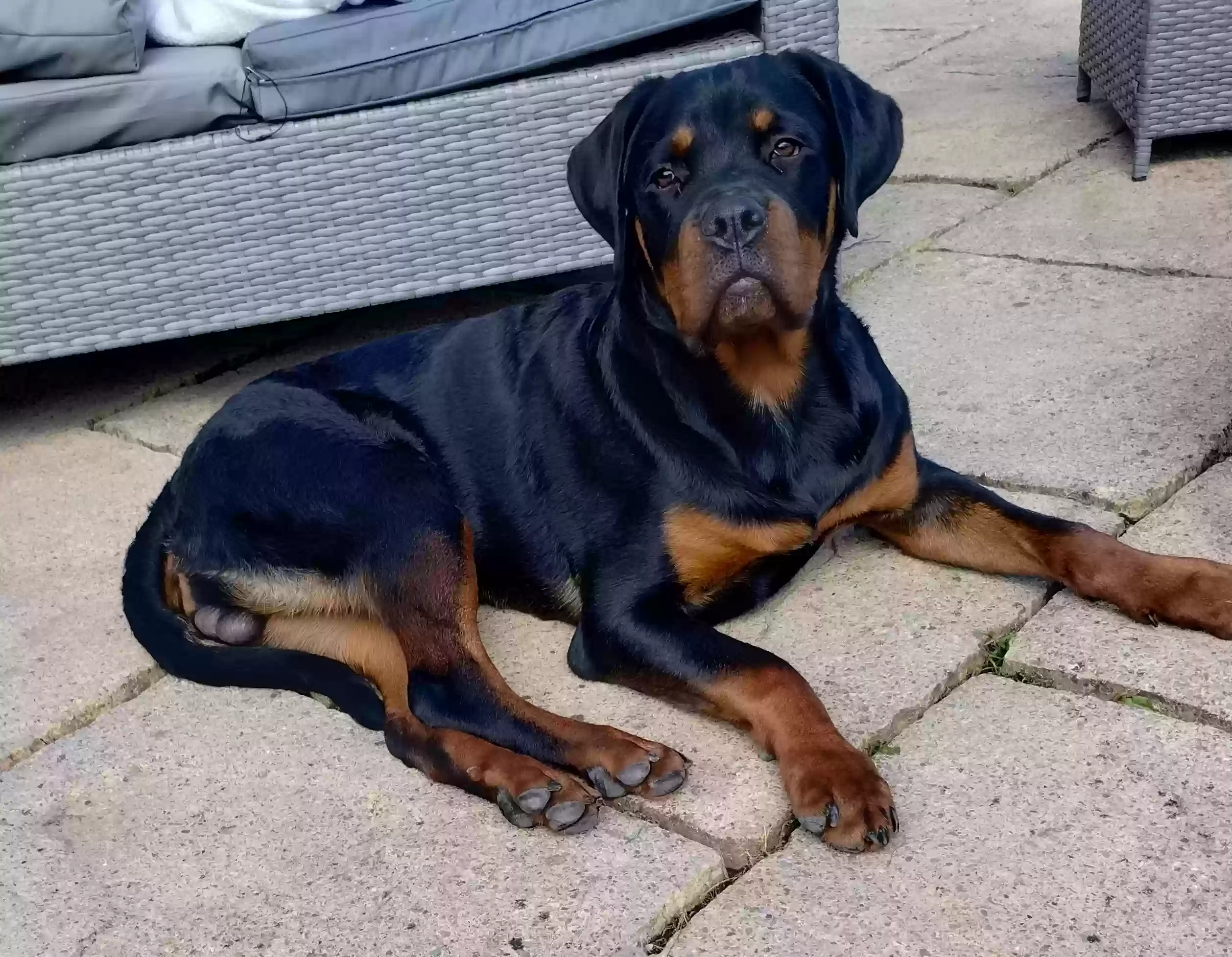 adoptable Dog in Glasgow,Scotland named 