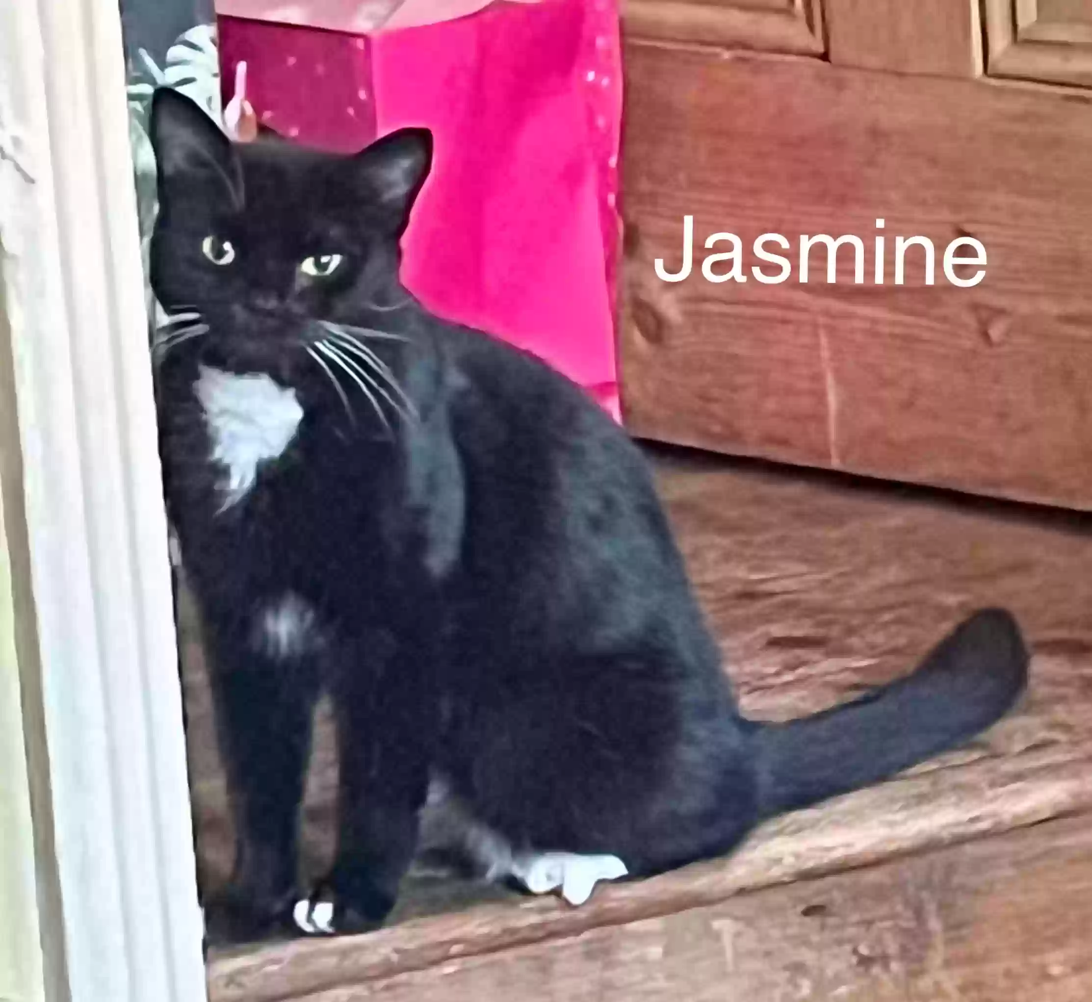 adoptable Cat in Derby,England named Jasmine