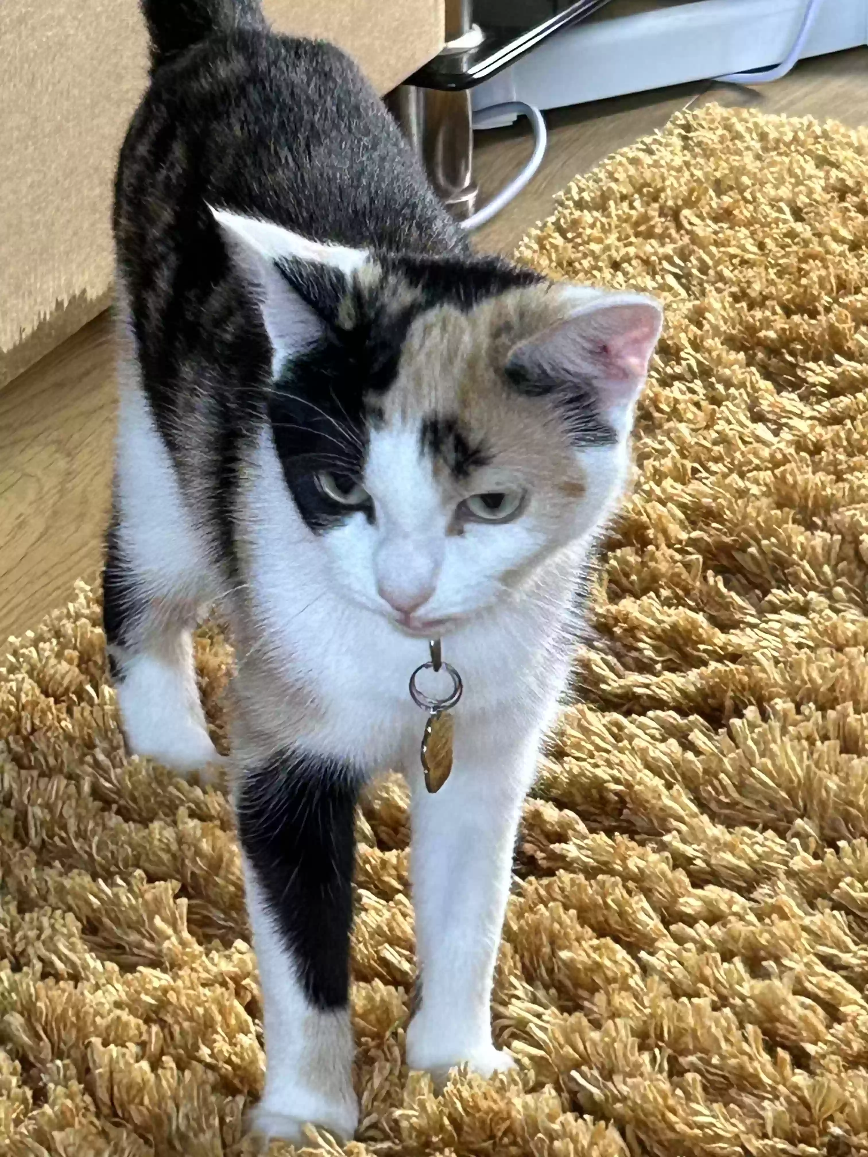 adoptable Cat in Stoke-on-Trent,England named Aries