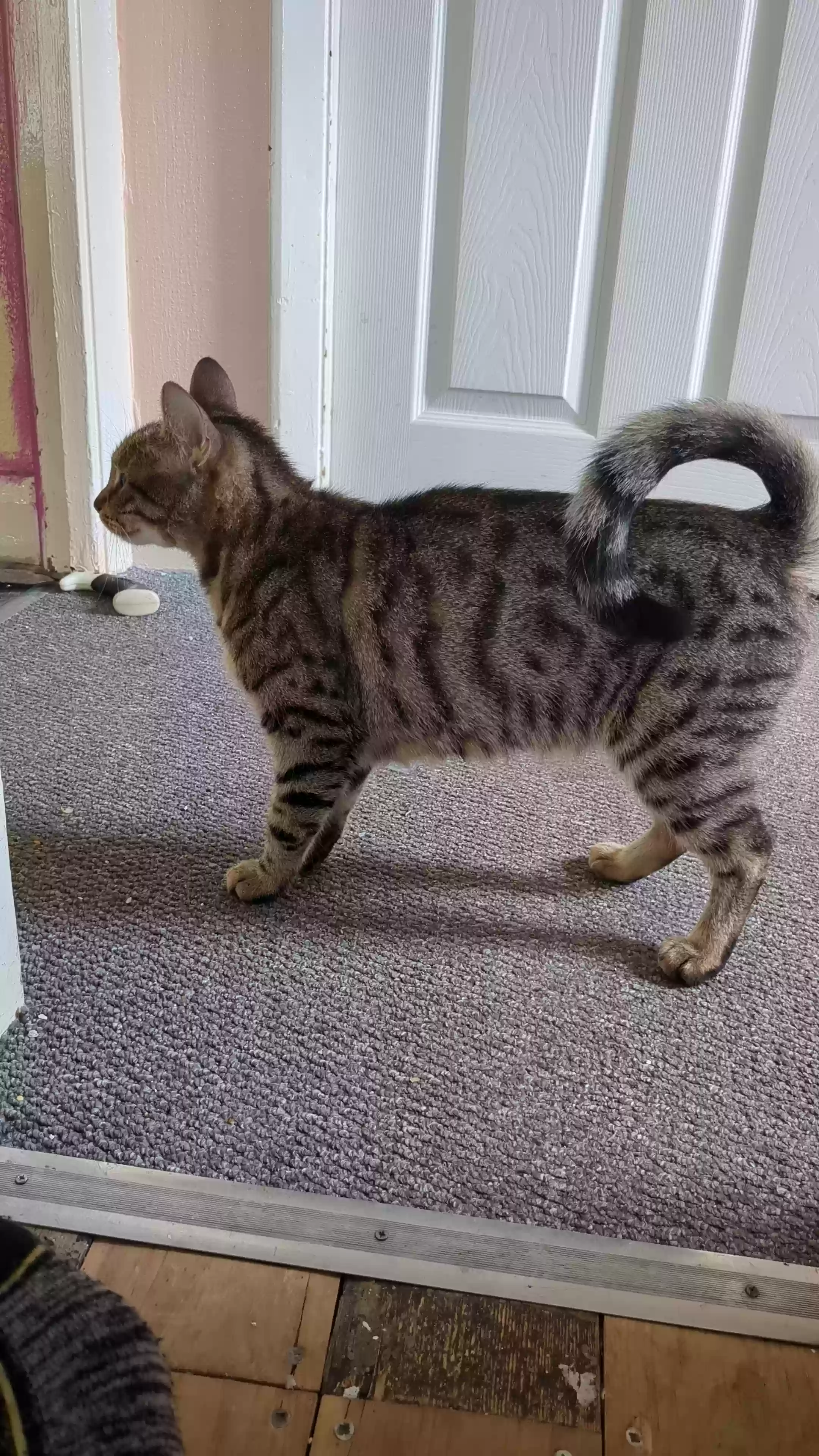 adoptable Cat in Stoke-on-Trent,England named Lena