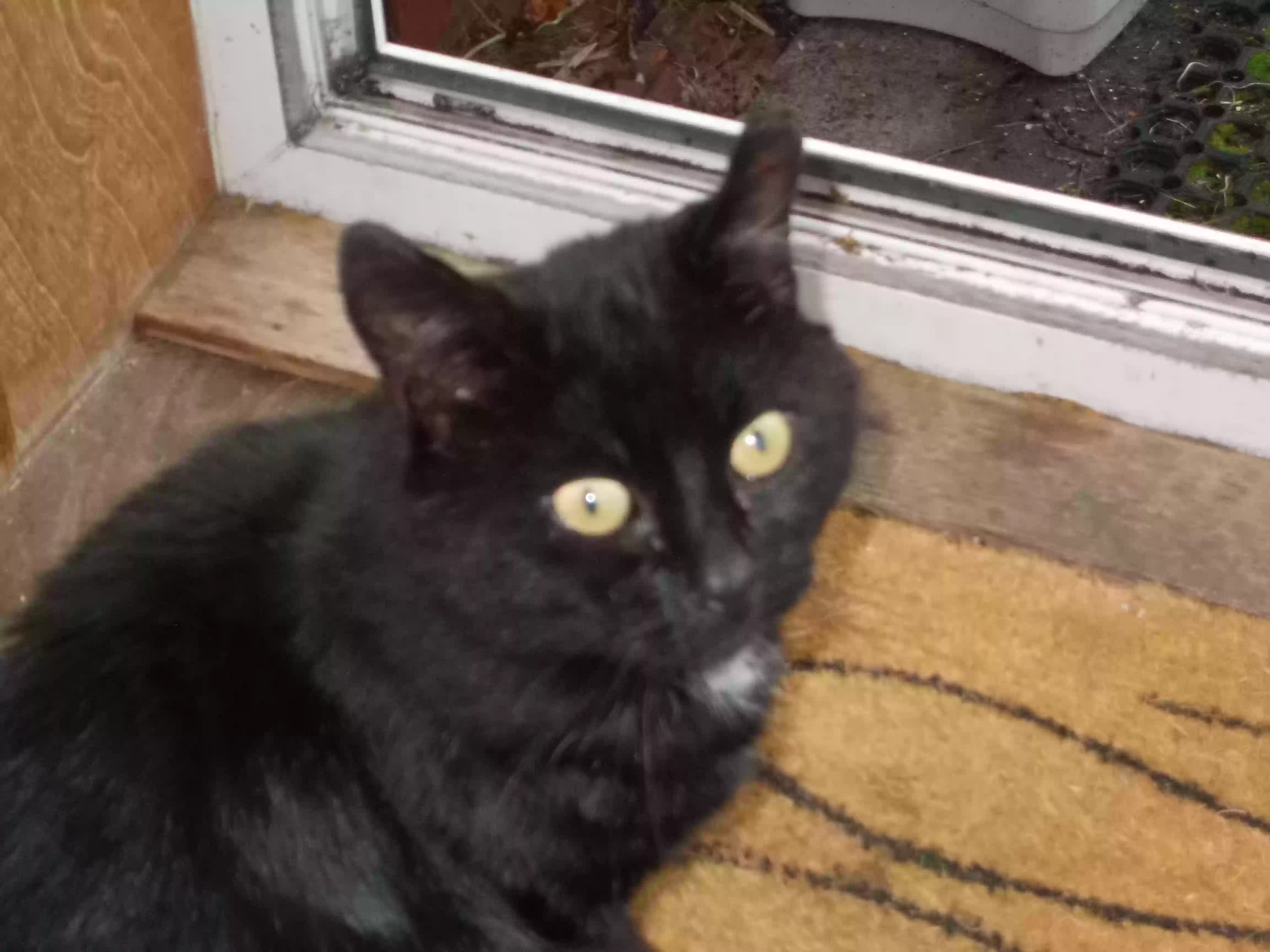 adoptable Cat in Stirling,Scotland named Blackie