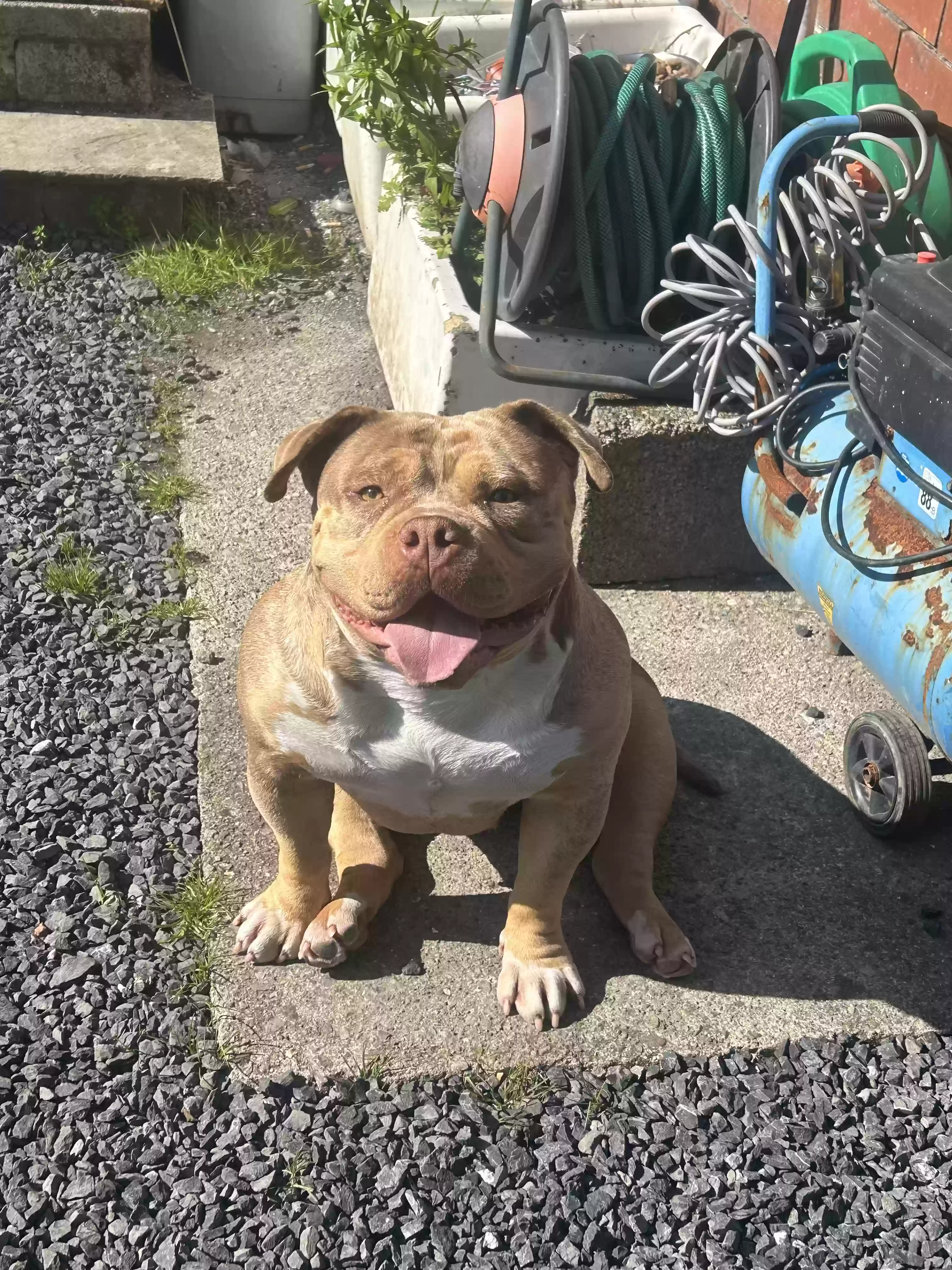 adoptable Dog in Lancaster,England named Caramel