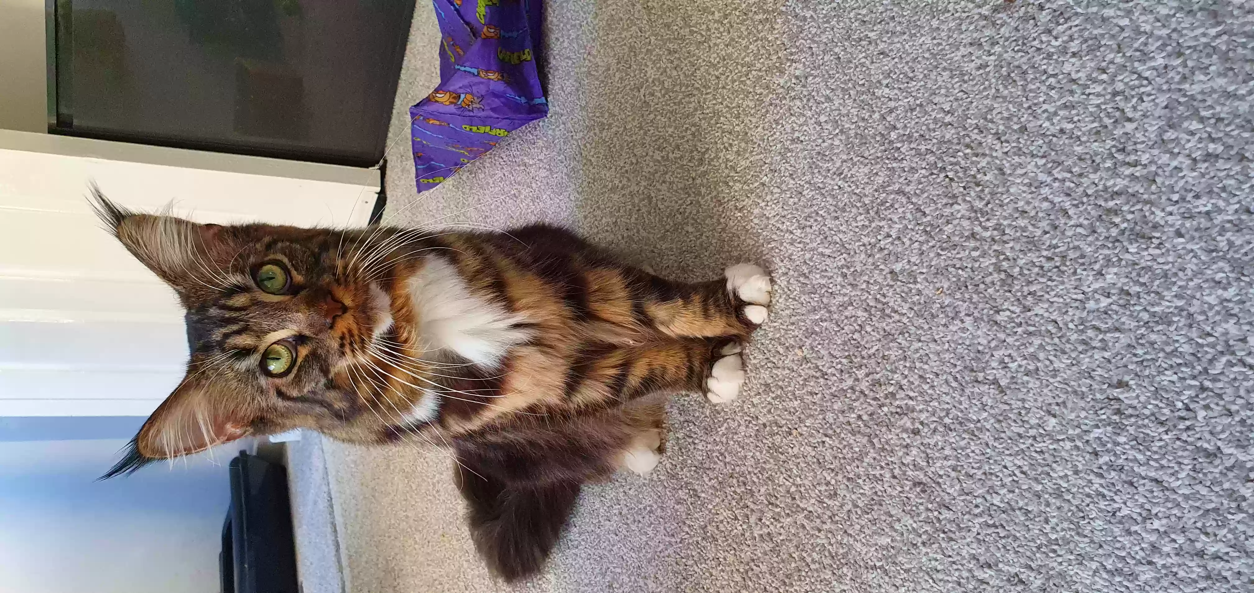 adoptable Cat in Stirling,Scotland named Gizmo