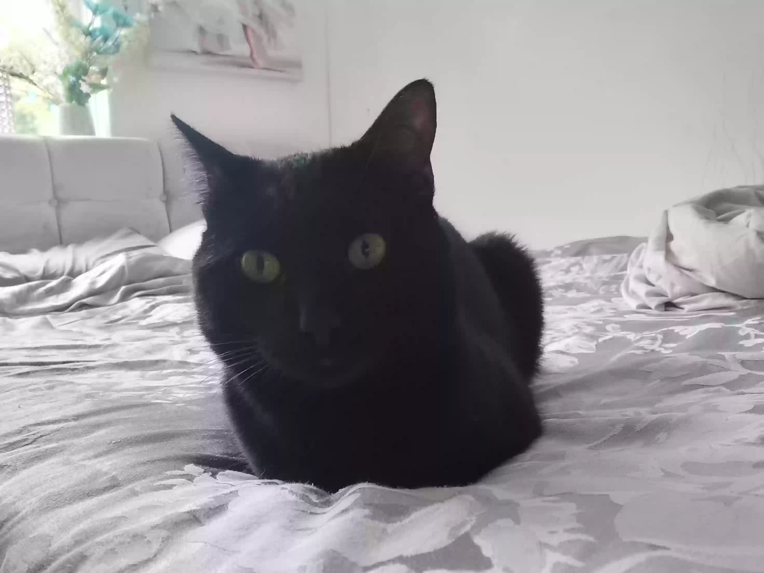 adoptable Cat in Exeter,England named Arlo