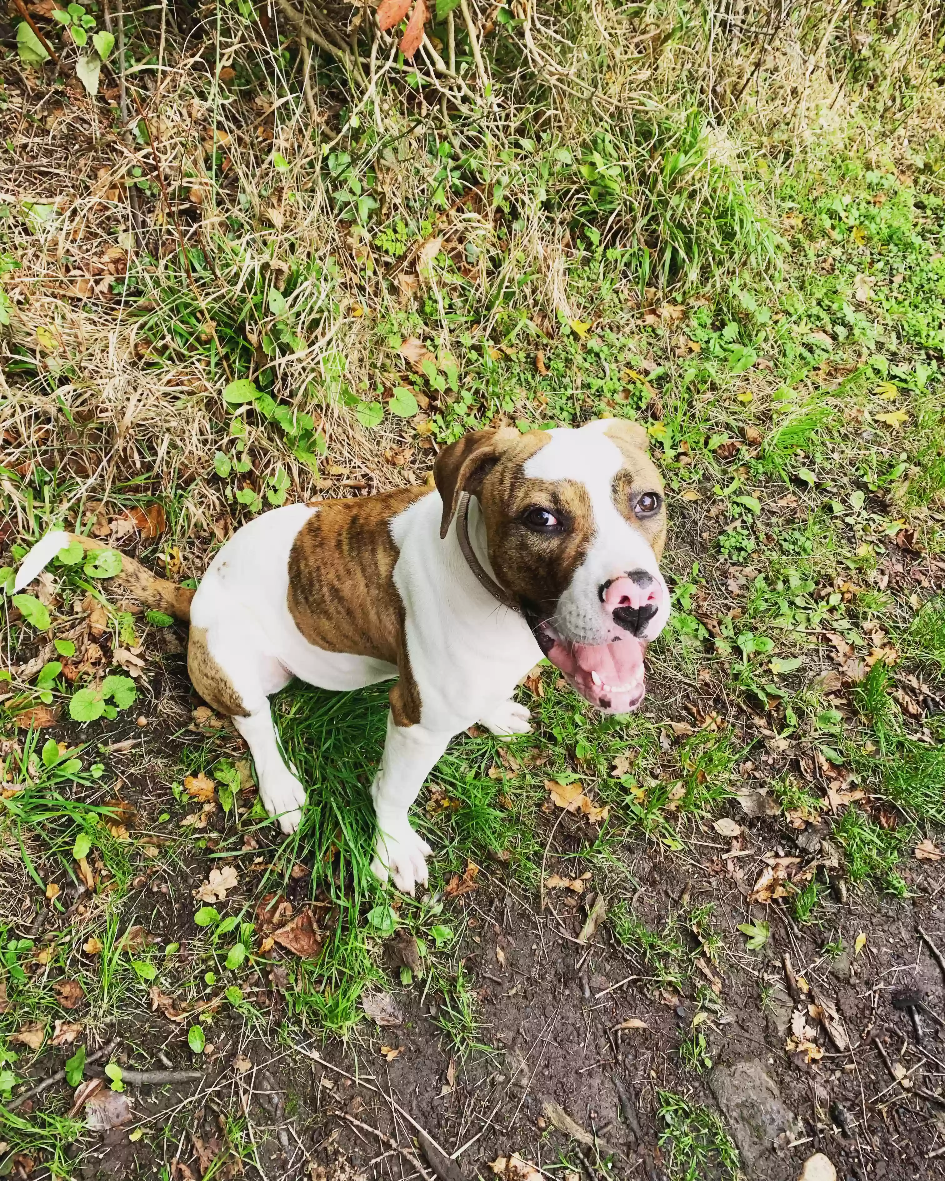 adoptable Dog in London,England named Skylar