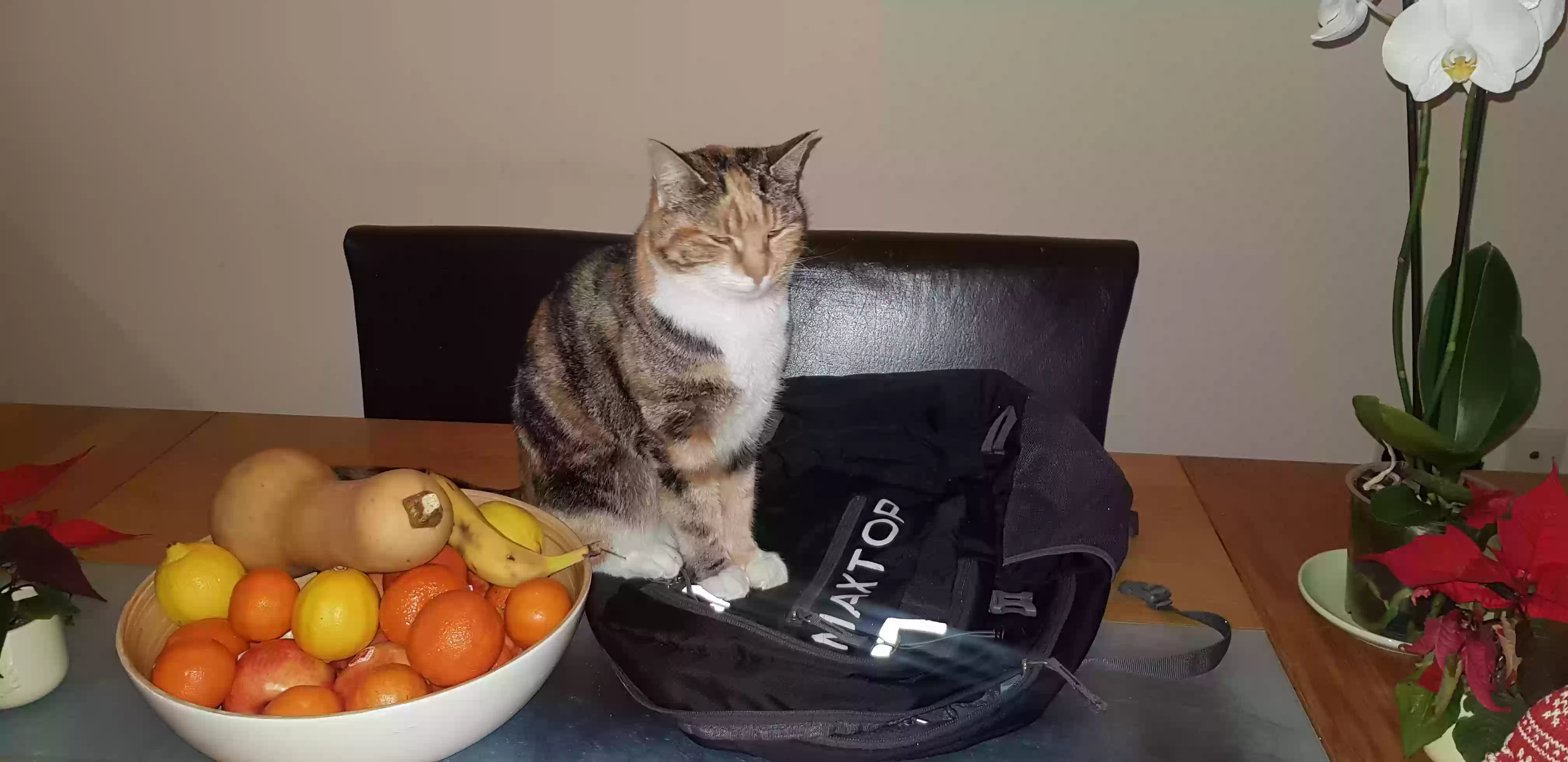 adoptable Cat in Cambridge,England named unknown