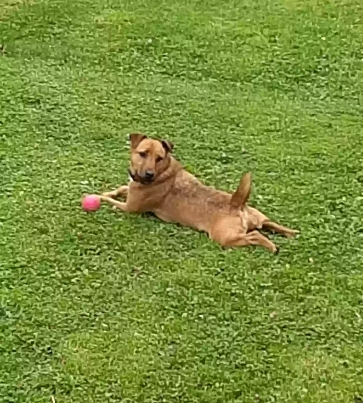 adoptable Dog in Plymouth,England named Beau