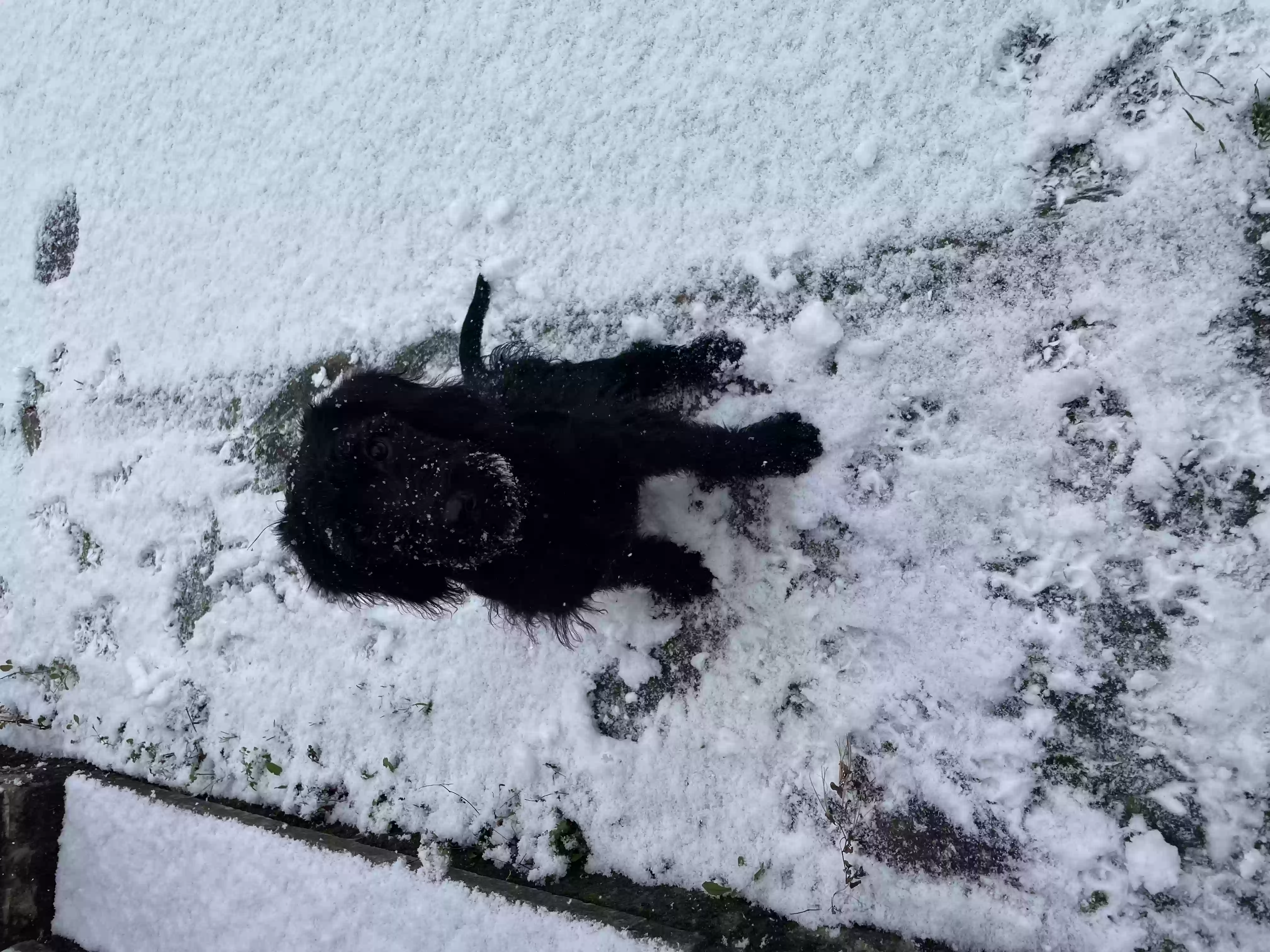 adoptable Dog in Lancaster,England named Nova