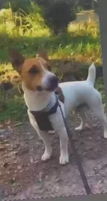 adoptable Dog in Newport,Wales named Desil