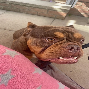 adoptable Dog in Bristol, England named Bear