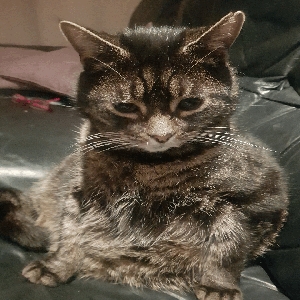 adoptable Cat in Leeds, England named Pancake