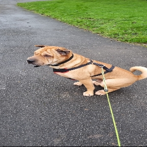 adoptable Dog in Birmingham, England named Tyrian