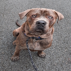 adoptable Dog in Exeter, England named Fury