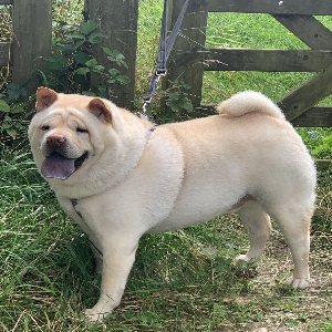 adoptable Dog in Birmingham, England named Alaska