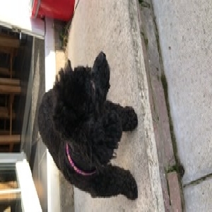 adoptable Dog in Armagh, Northern Ireland named Lucy