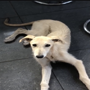 adoptable Dog in London, England named Magmell